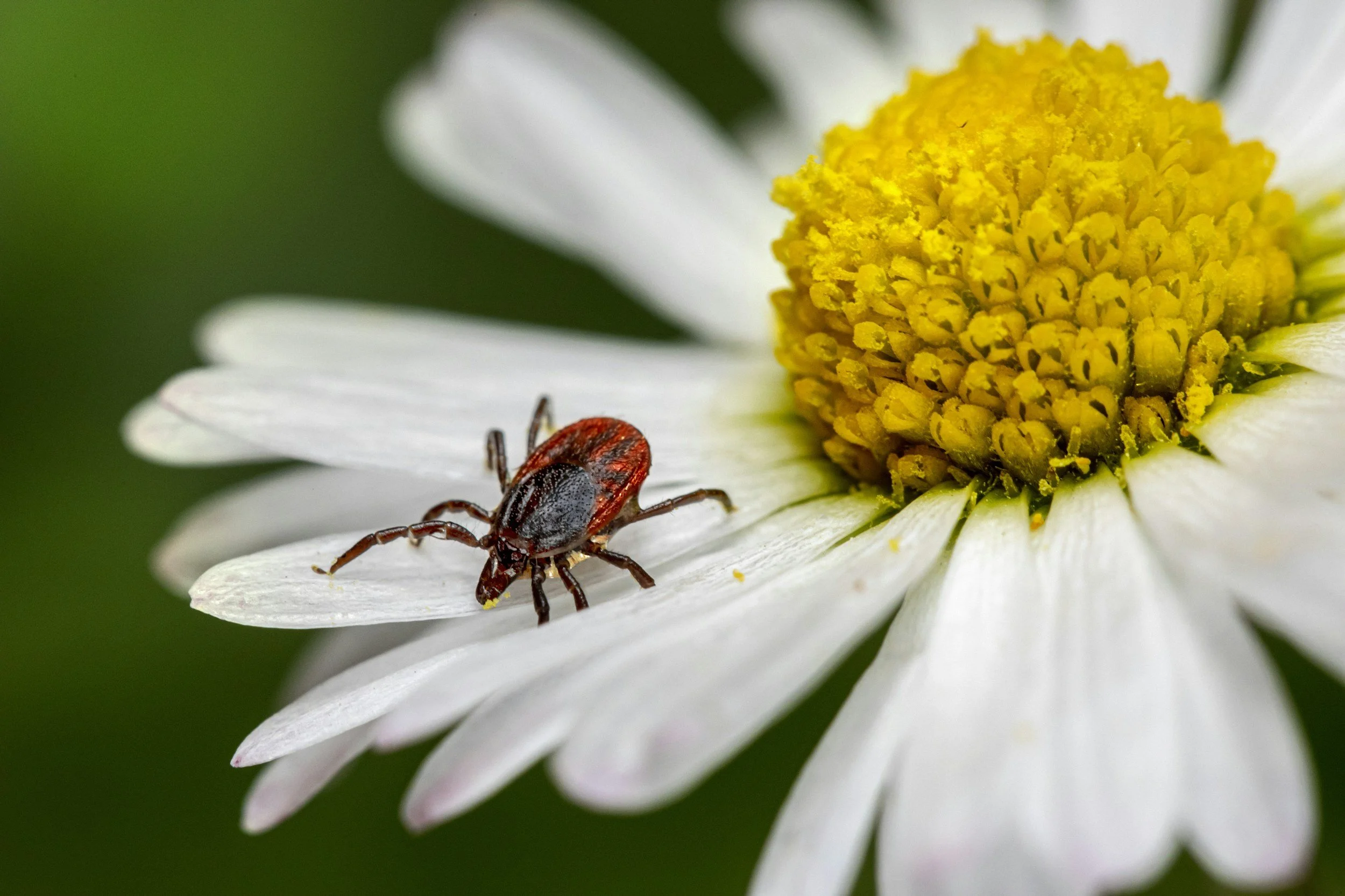 Western Black legged dear tick on daisy flower
