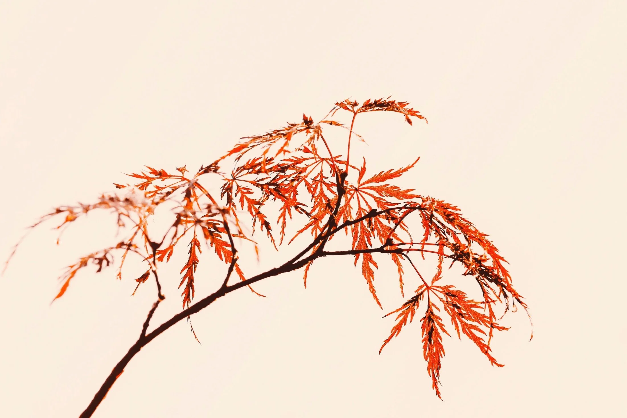 Telehealth naturopathic and functional medicine care for fertility, hormone balance, chronic illness and Lyme disease. Serving patients across California and New Hampshire.