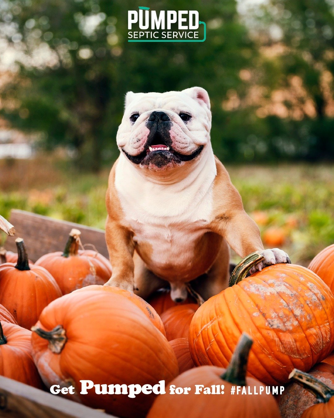 Hey there, pumpkin! 🎃

Carve out some time to call PUMPED Septic to schedule your fall pump! If you book a septic pump with two or more properties in the same location, all the pumpkins in the bunch will receive a discount!

💧 Lake Associations
😃 