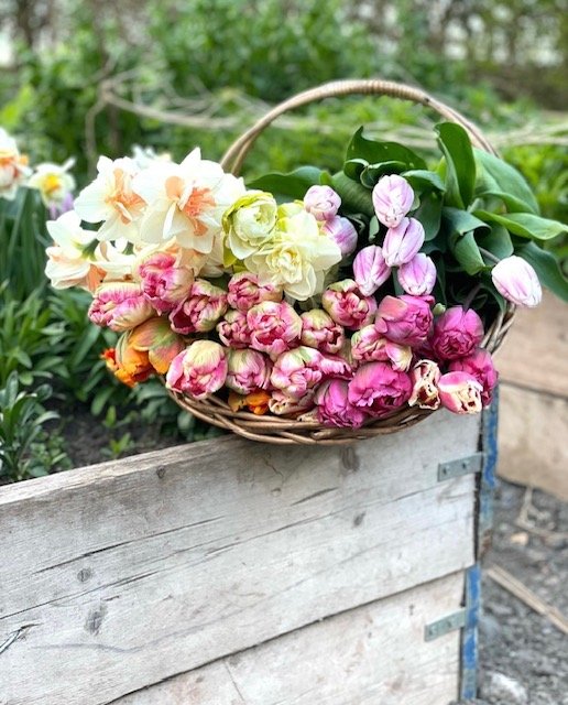 Tulips.jpg