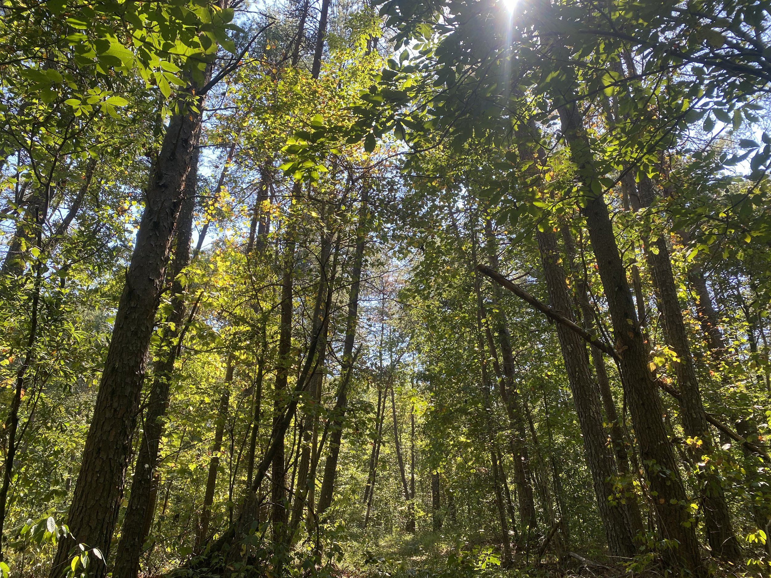 About 2 — Sipsey Creek Farm Bankhead National Forest Camping