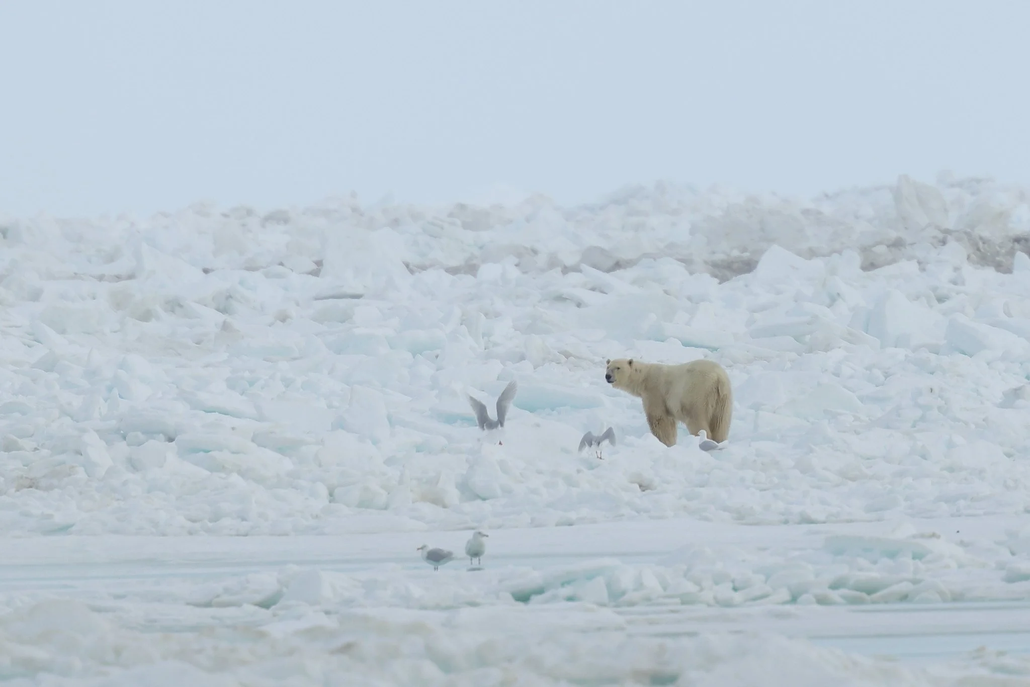 polar bear