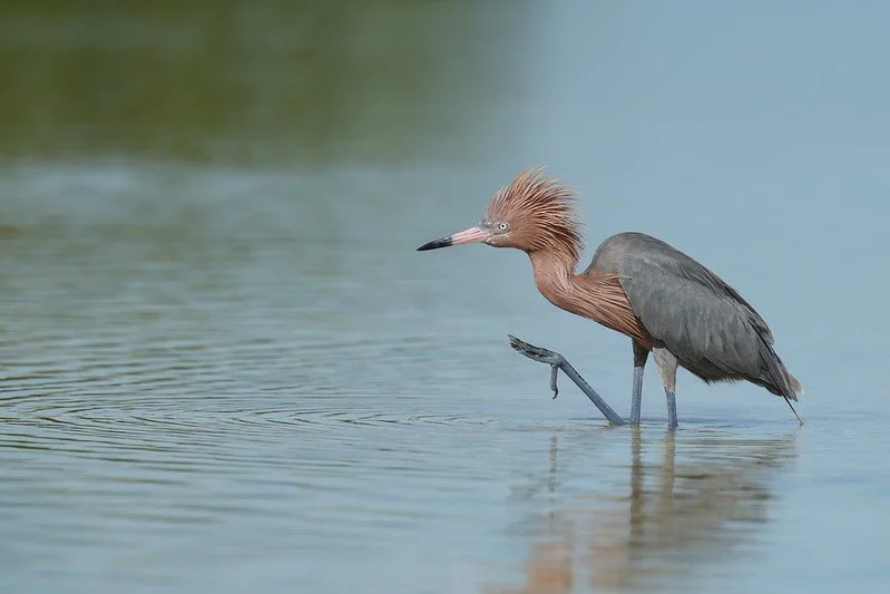 Bird wading in the water