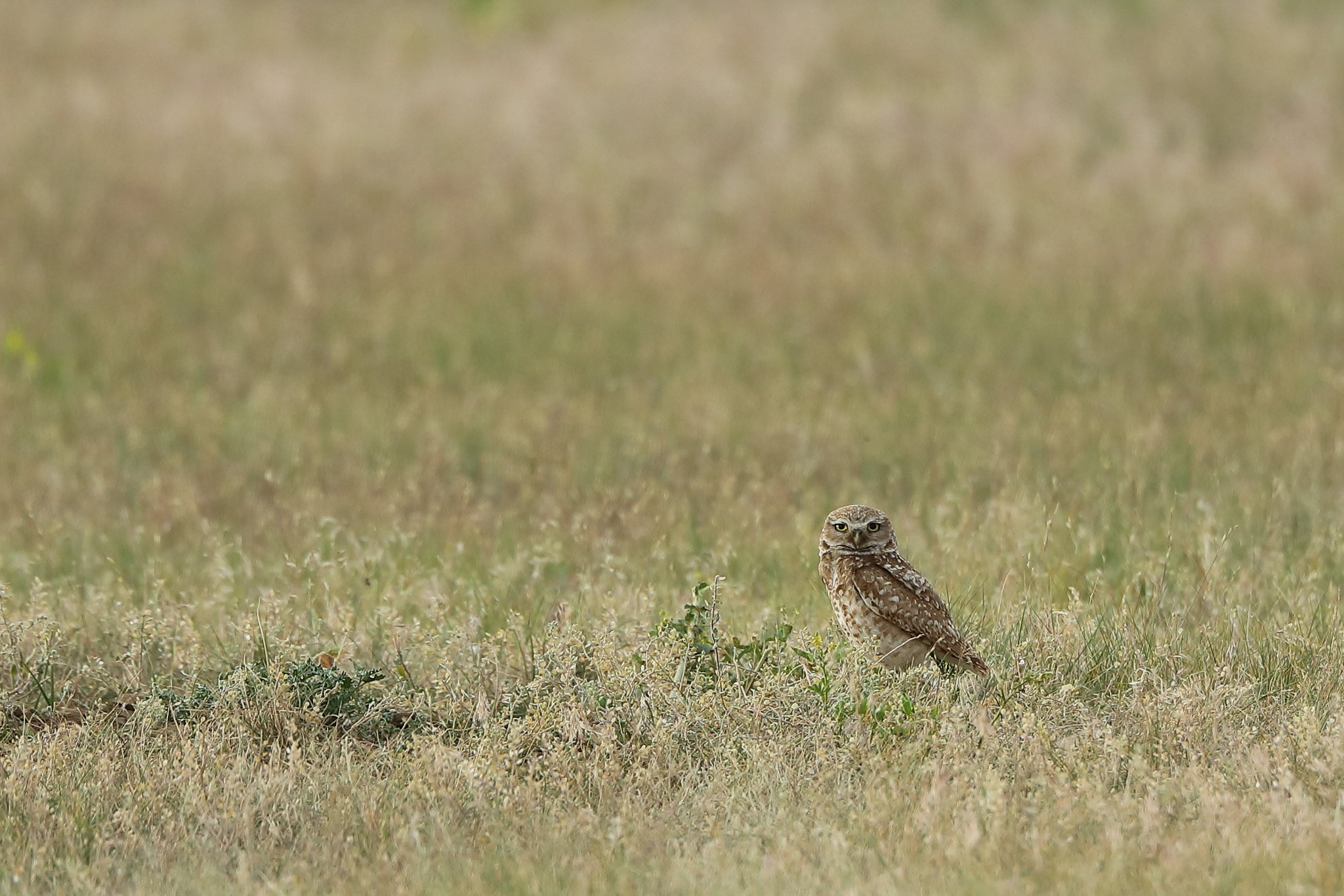 Burrowing owl