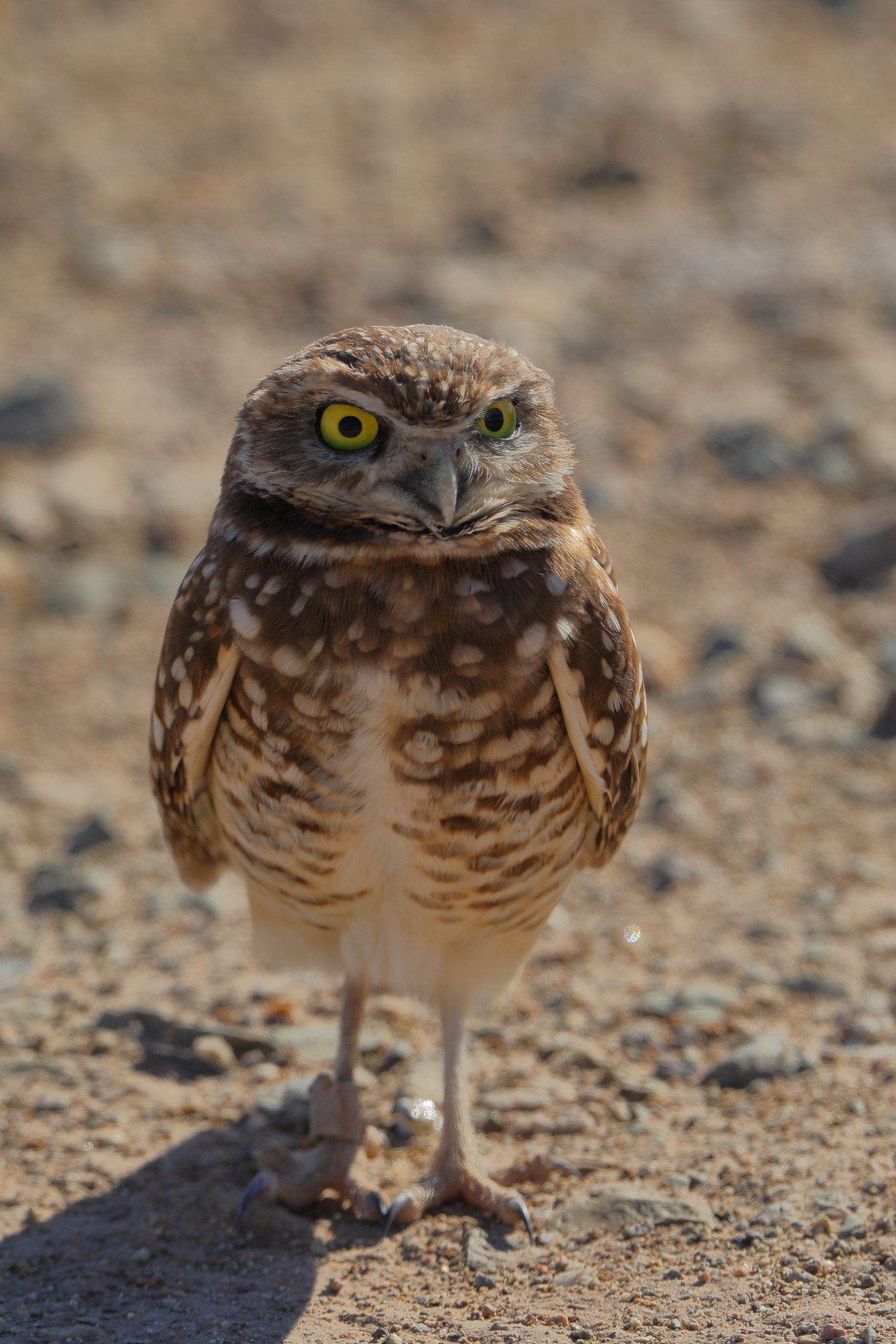 Burrowing owl