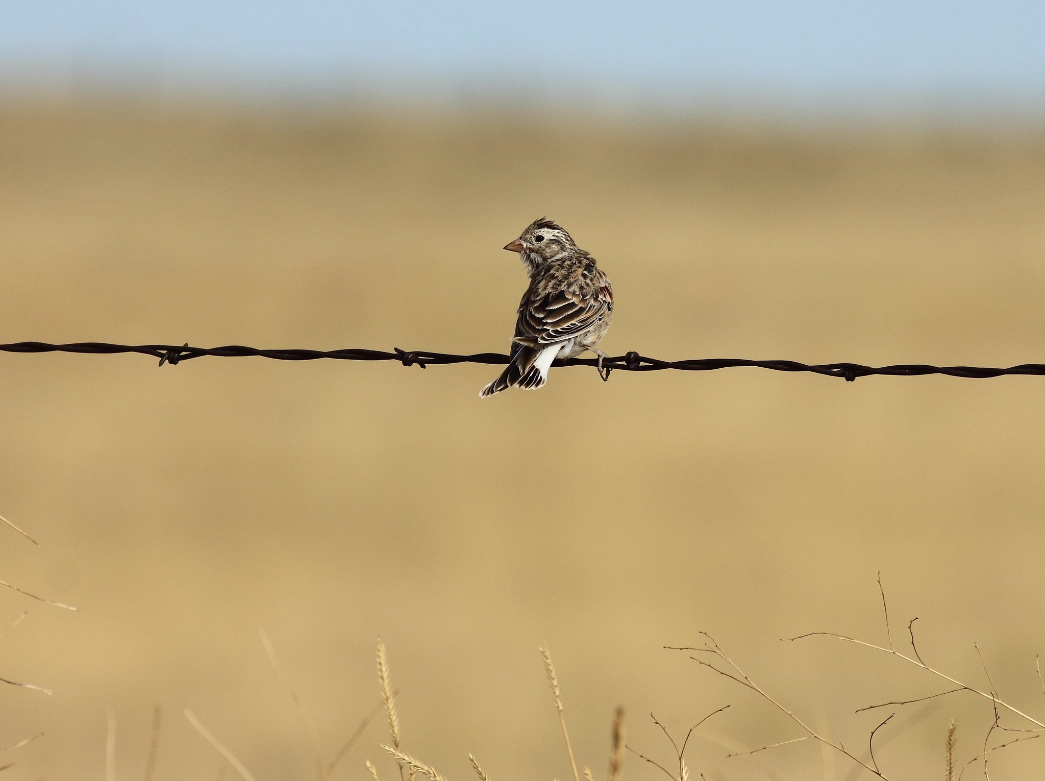 Chestnut collared longspur