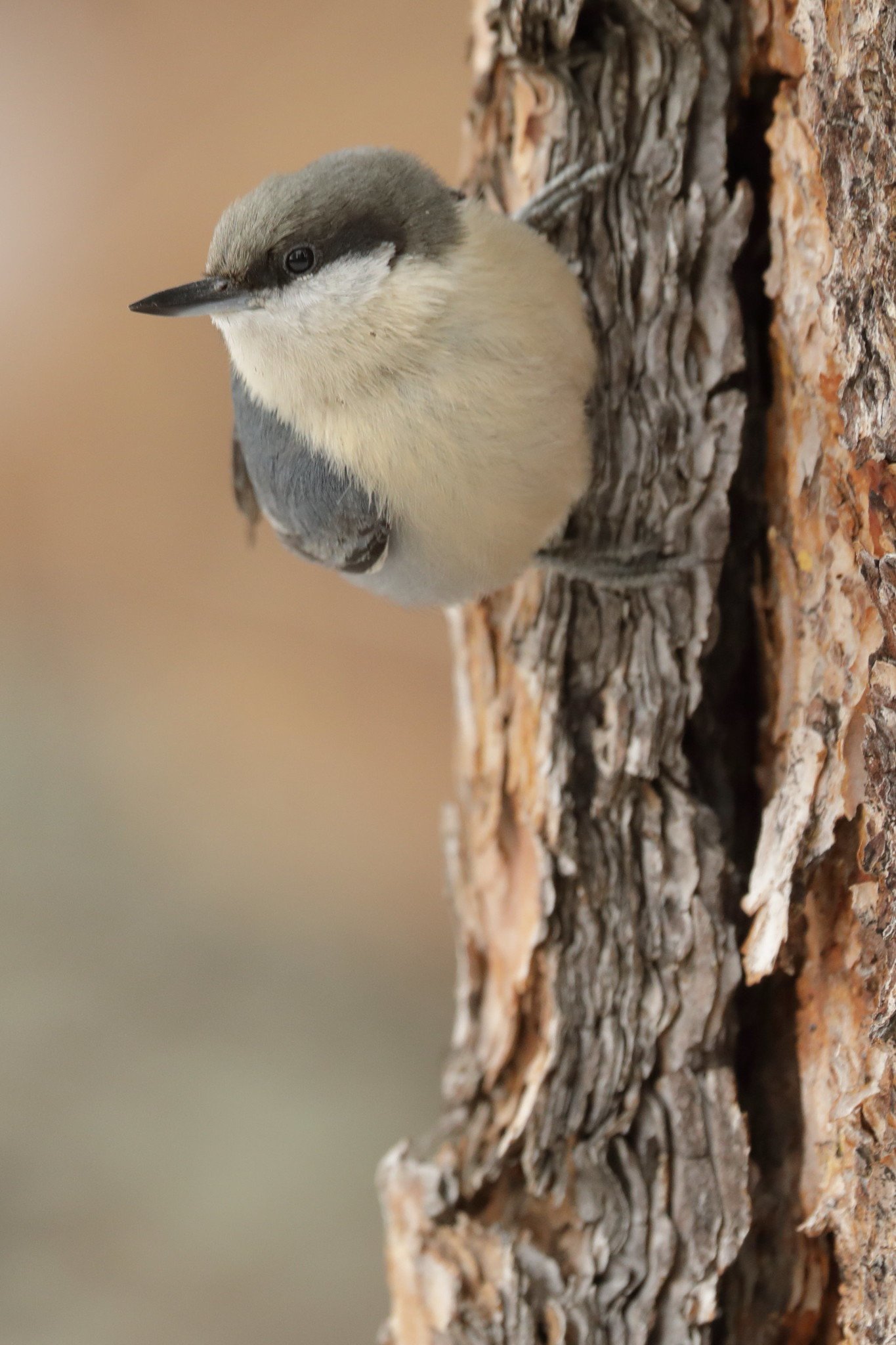 Pygmy nuthatch