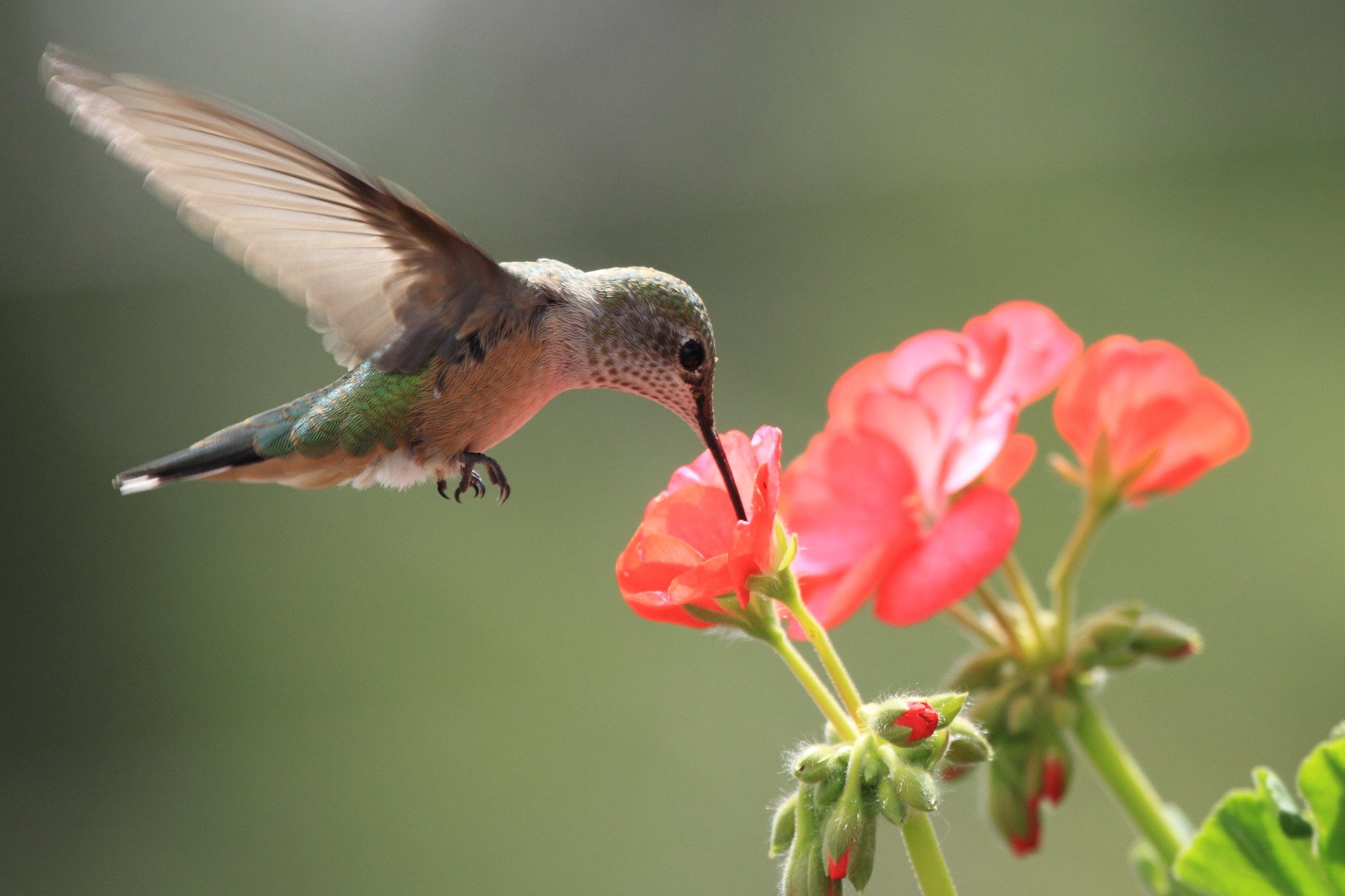 Broadtailed hummingbird