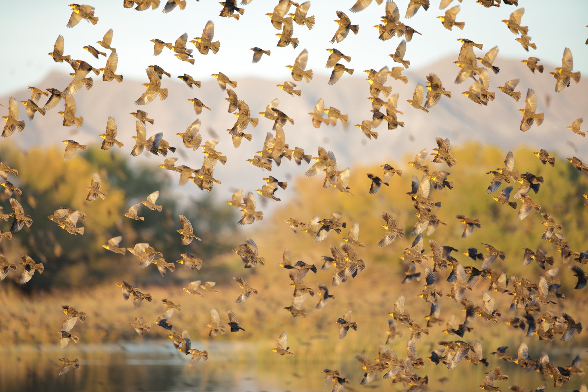 Yellow-headed blackbirds