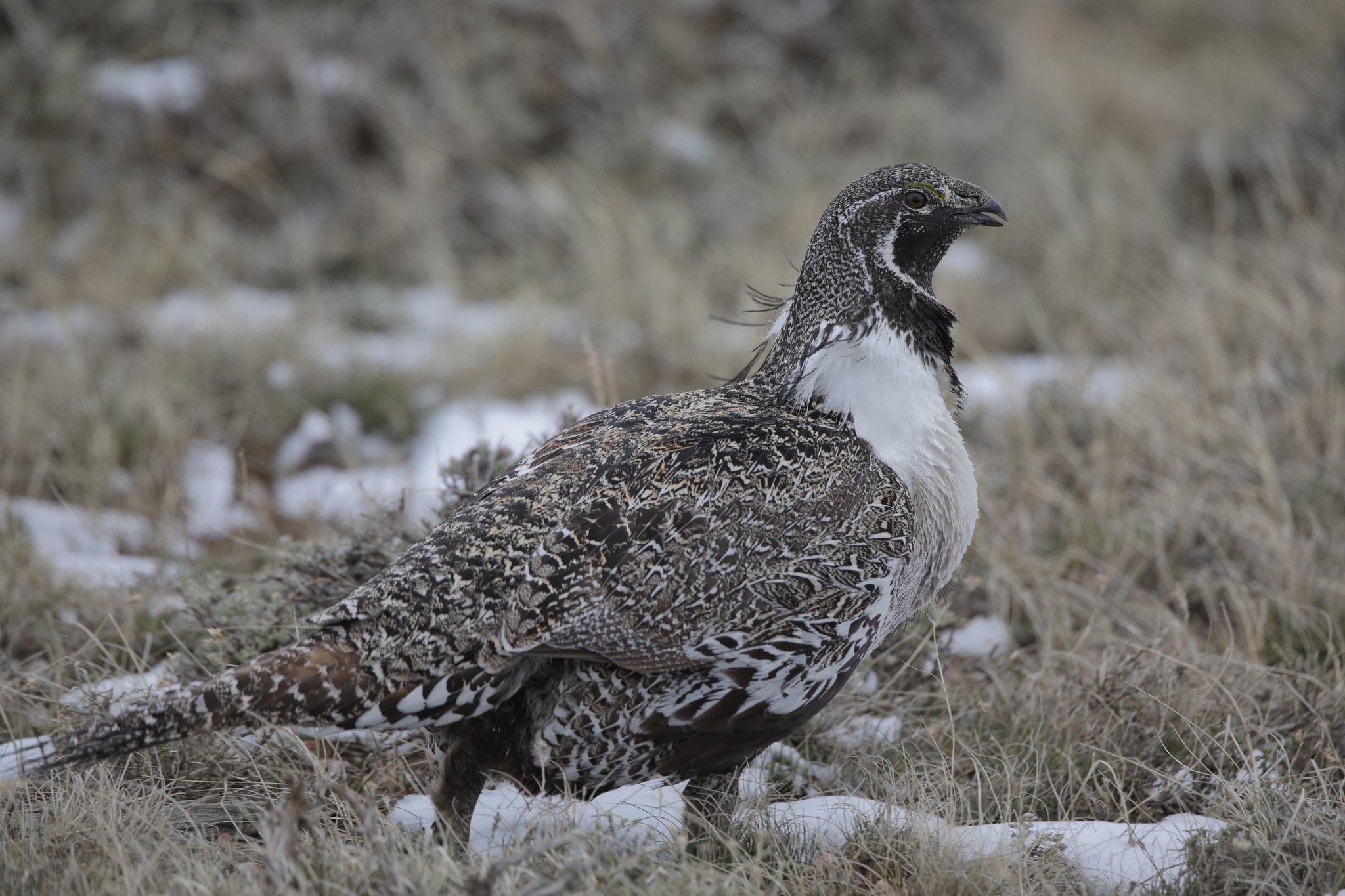 Greater sagegrouse