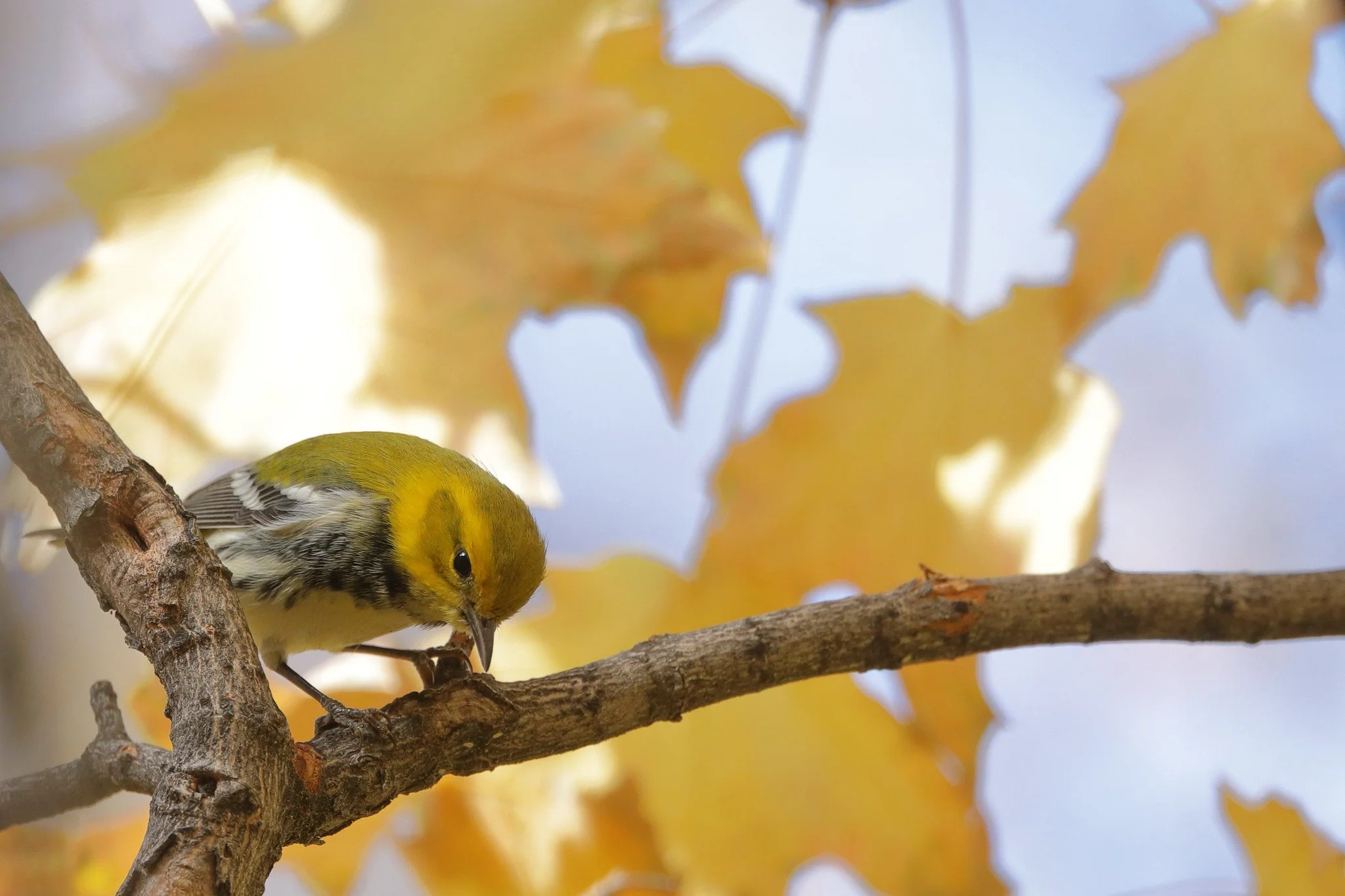 Cape May Fall Birding: Sept. 27 - Oct. 4, 2025