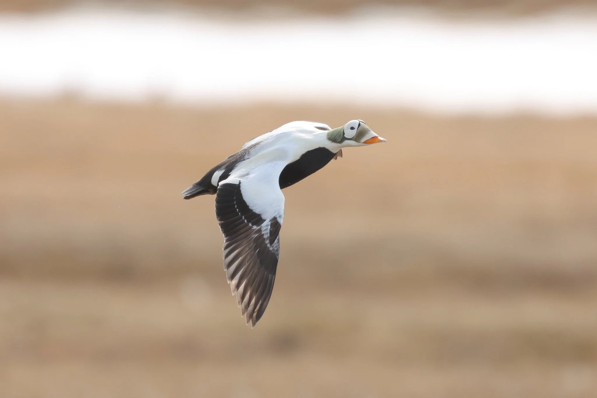 Alaska: St. Paul Island, Utqiagvik and the Kenai Peninsula