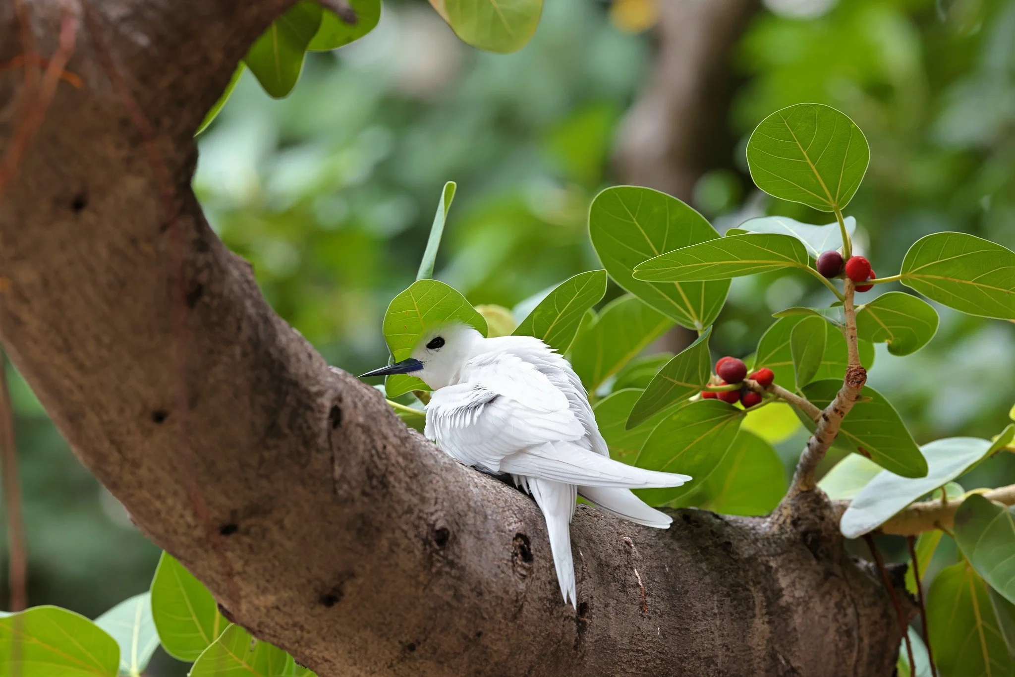 bird in a tree