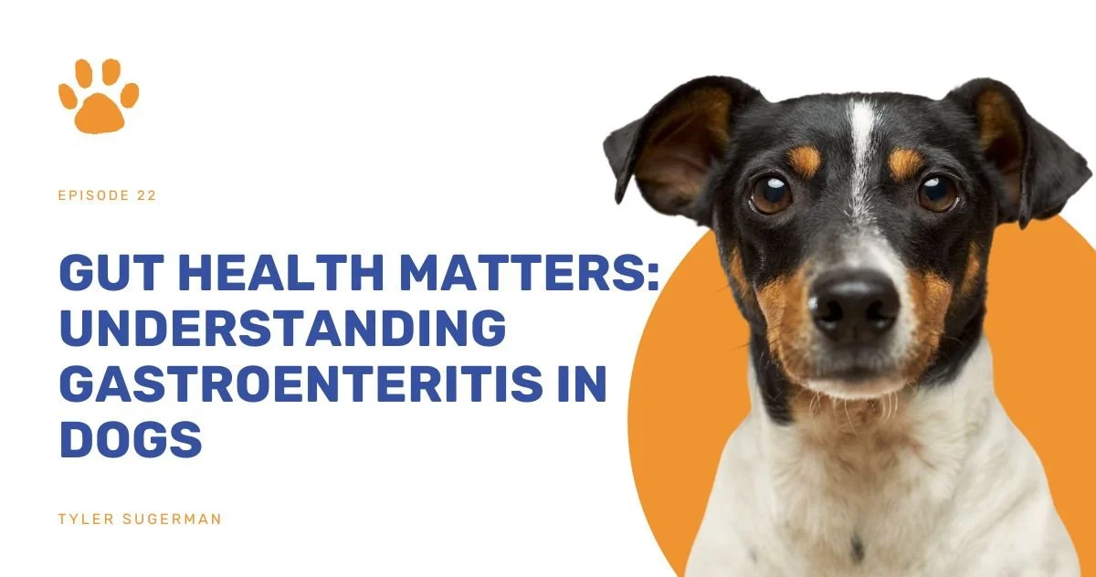Gut Health Matters Understanding Gastroenteritis in Dogs — Vetsplanation