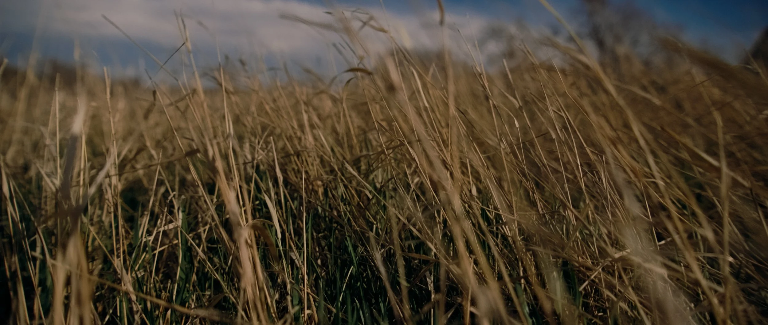 ECOSYSTEM RESTORATION - SOUND DESIGN + COLOR - FINAL.00_00_01_12.Still037.jpg
