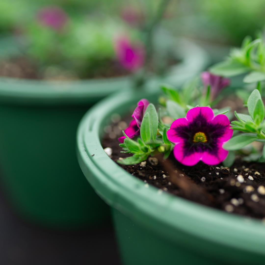 Pink and yellow dahlias with green leaves on a patio, with potted plants and a door in the background.