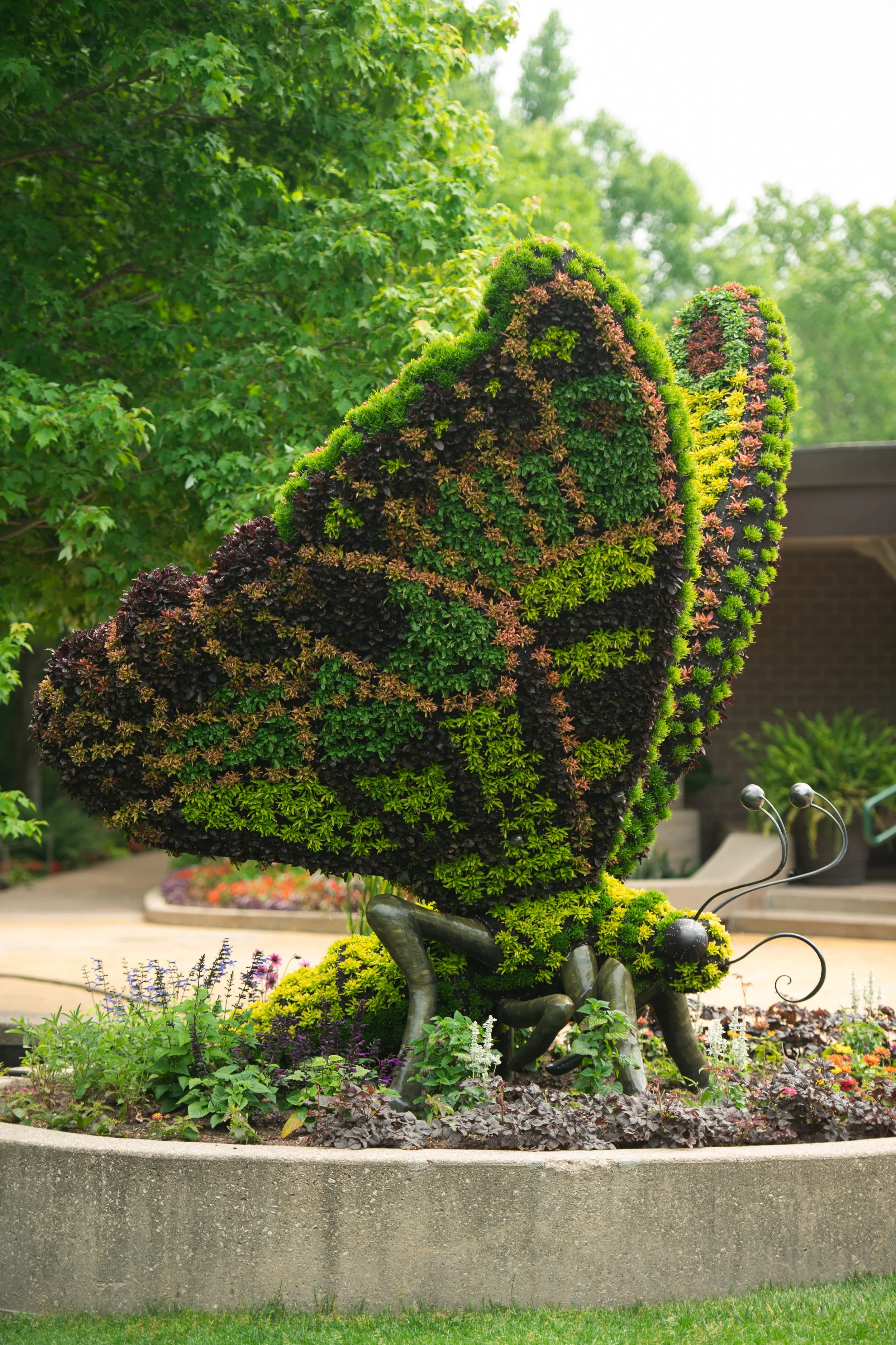 Topiary sculpture of a butterfly, created with colorful green plants, situated in a garden with a concrete border and flowers.