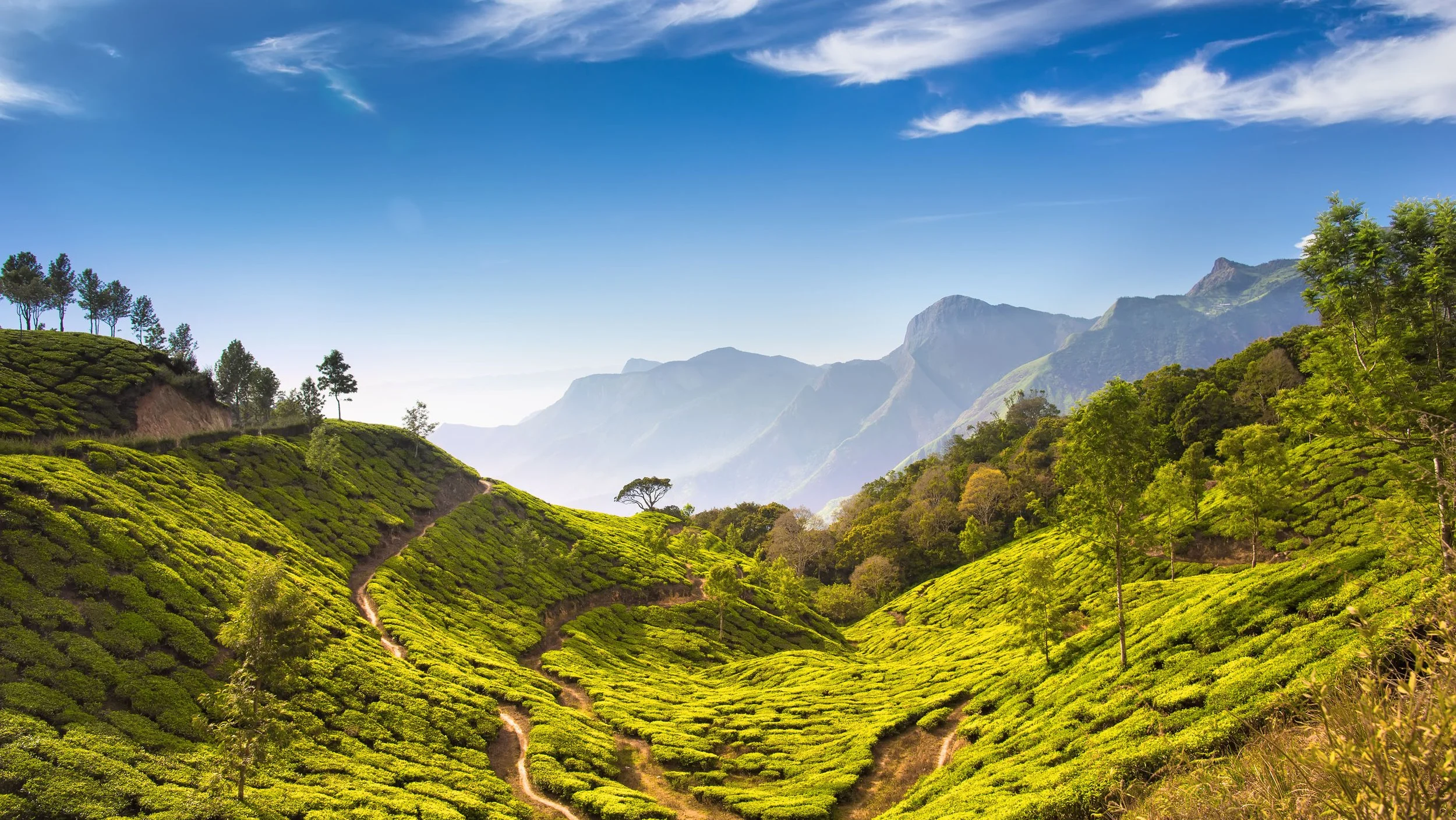 India Landscape SS.jpg