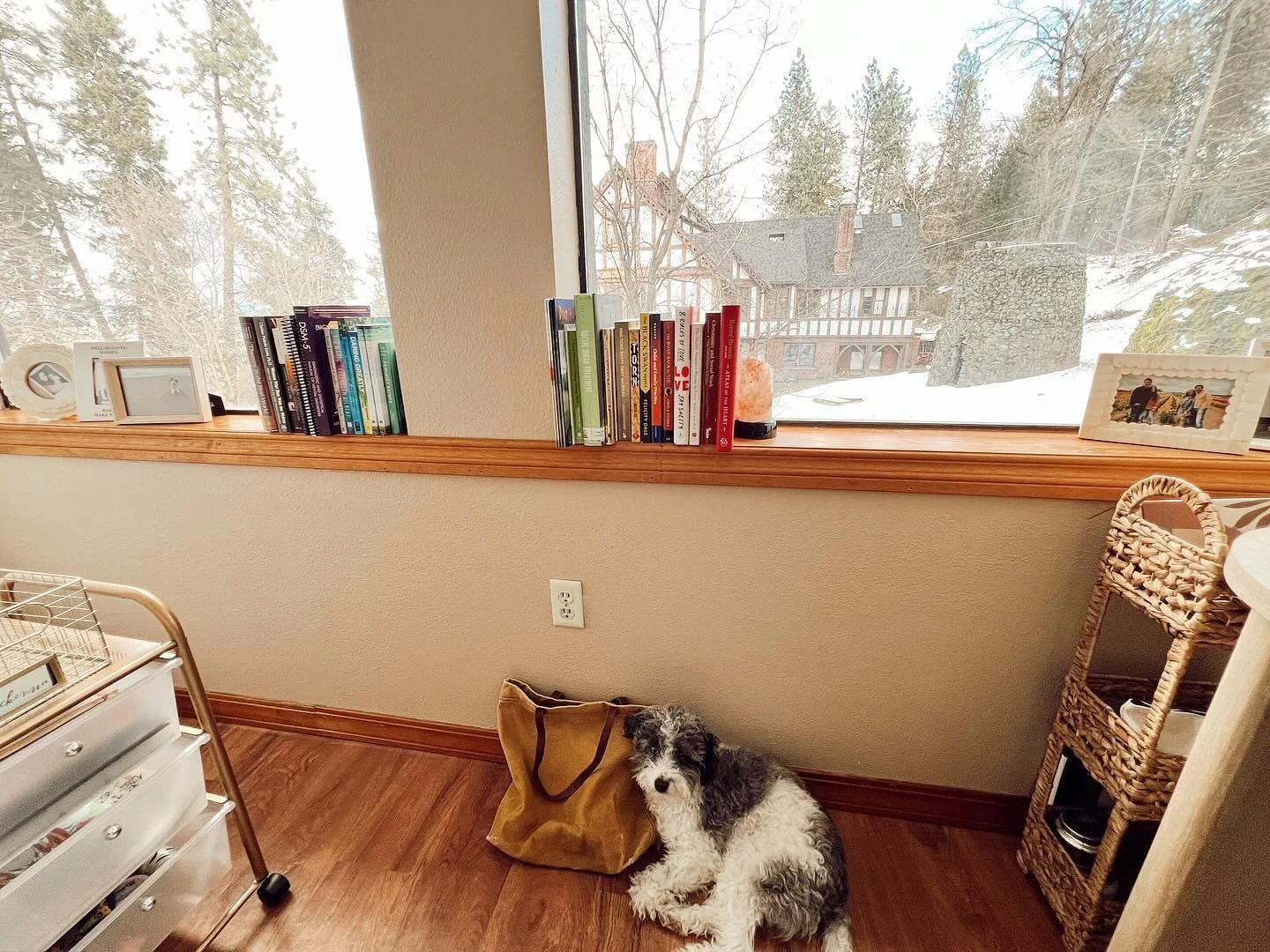 The cutest co-worker around 🐾 
Check out my rainbow library 🌈  What are some of your favorite mental health / self-help books I need to add?!