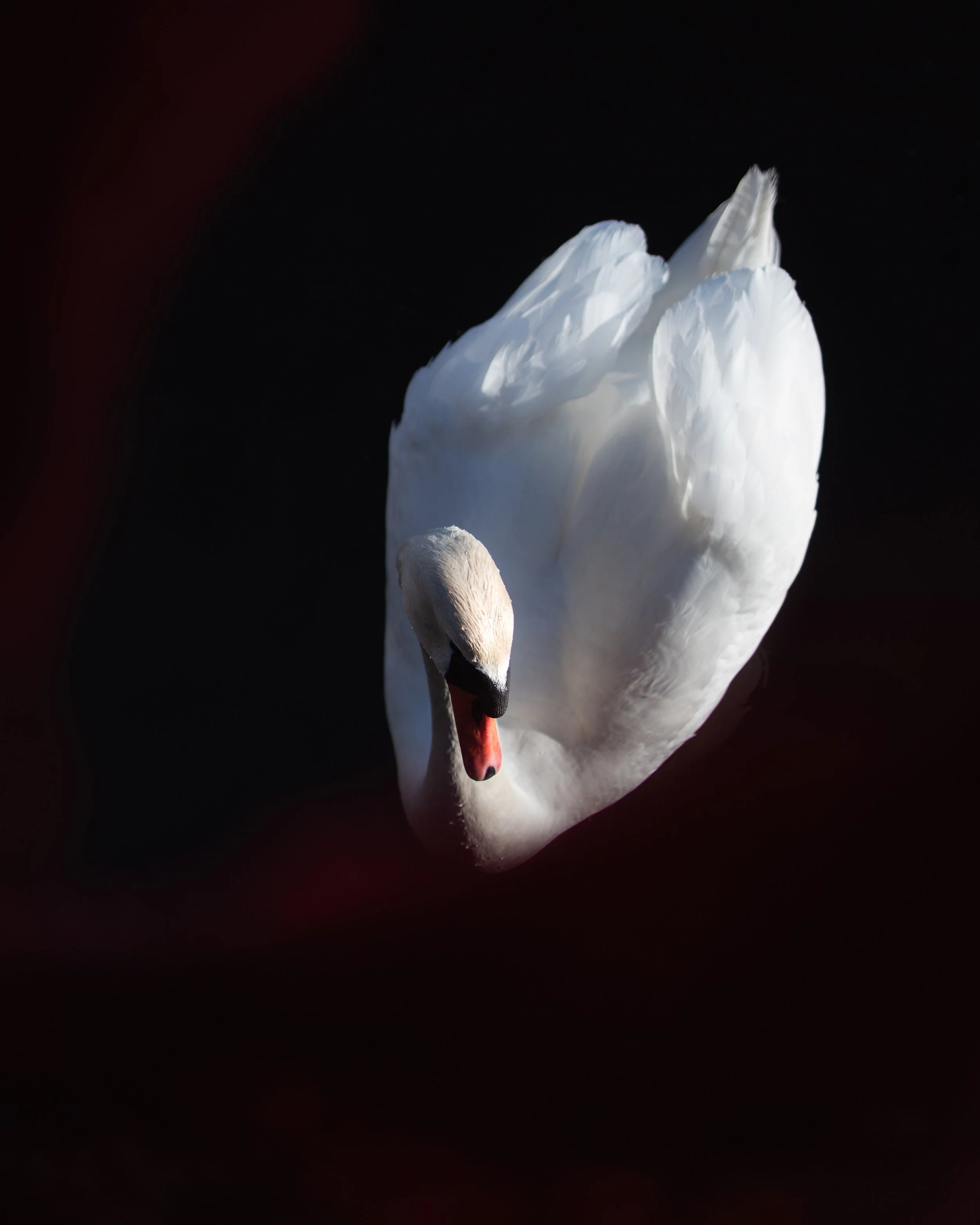 Swan-Hidden-.JPG
