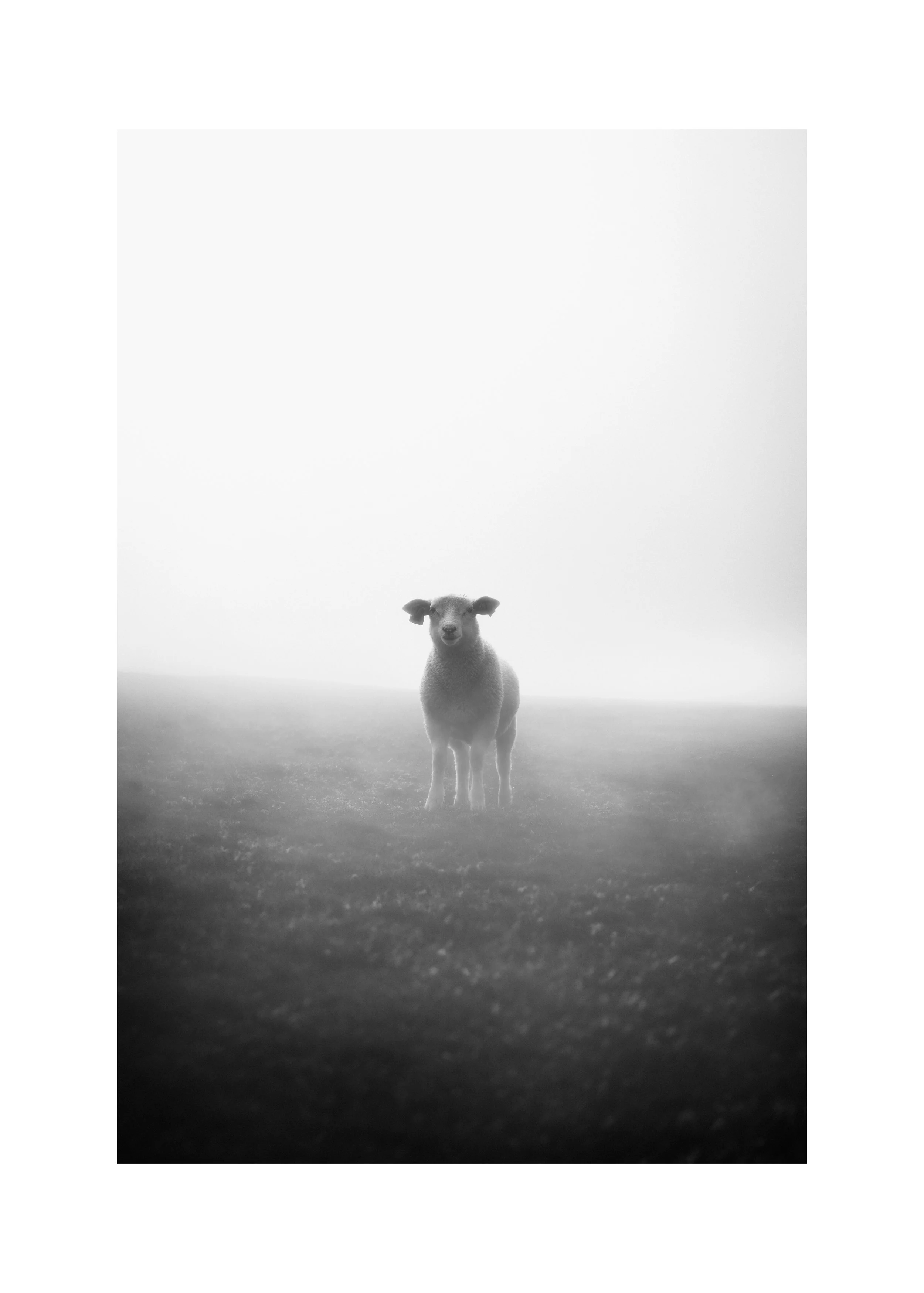 Lam i tåke B&W m- hvit ramme.jpg