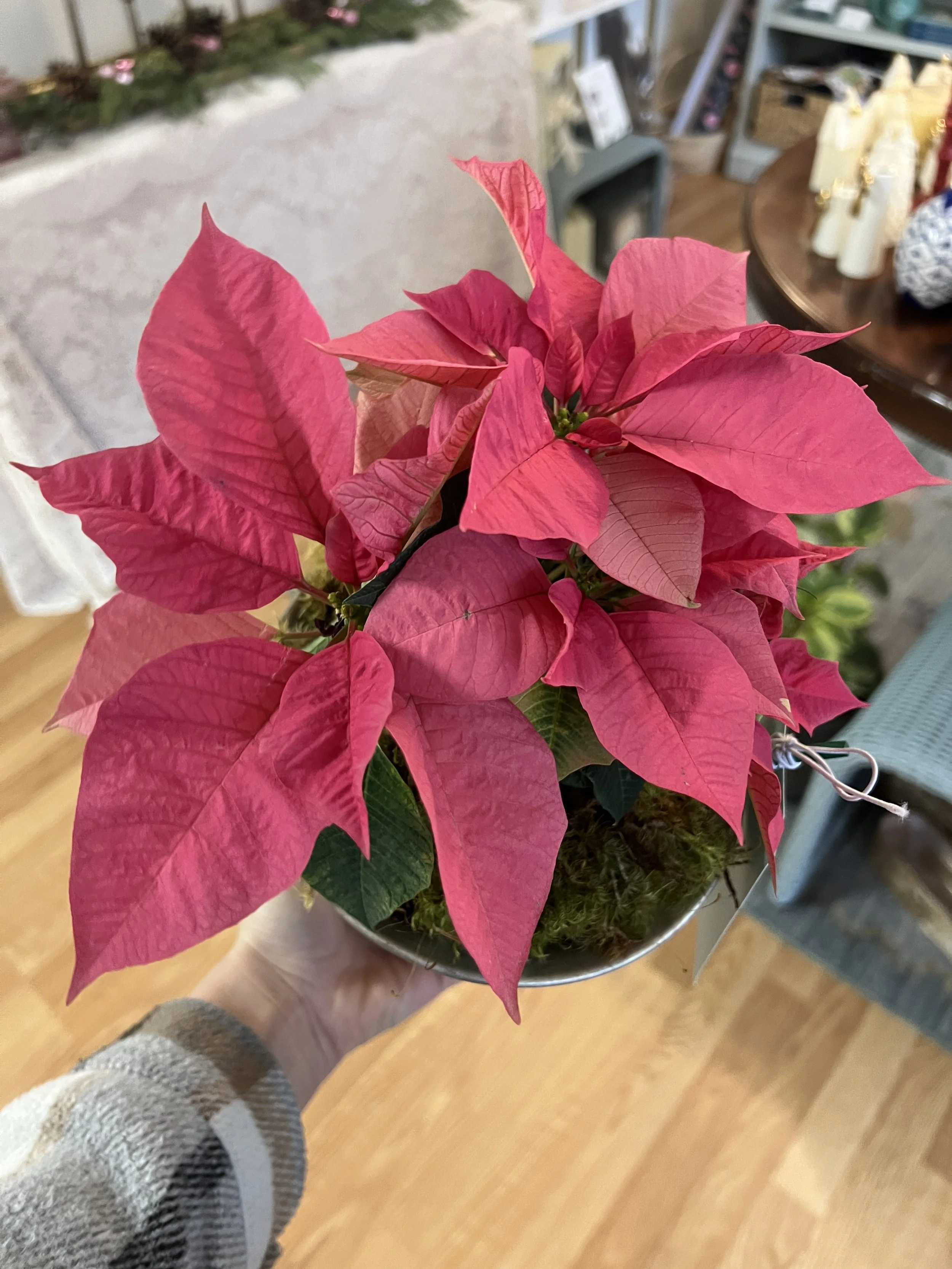 Hot Pink Poinsettia in Compote
