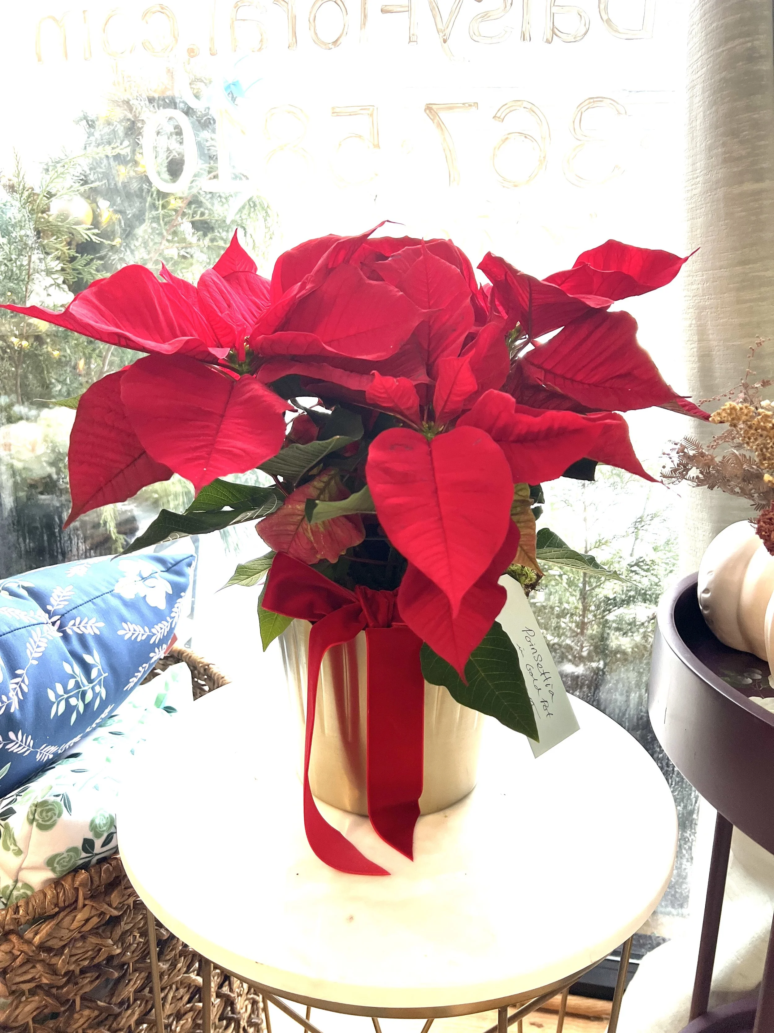 Red Poinsettia in Gold Pot