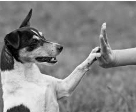 old dogs-new tricks
