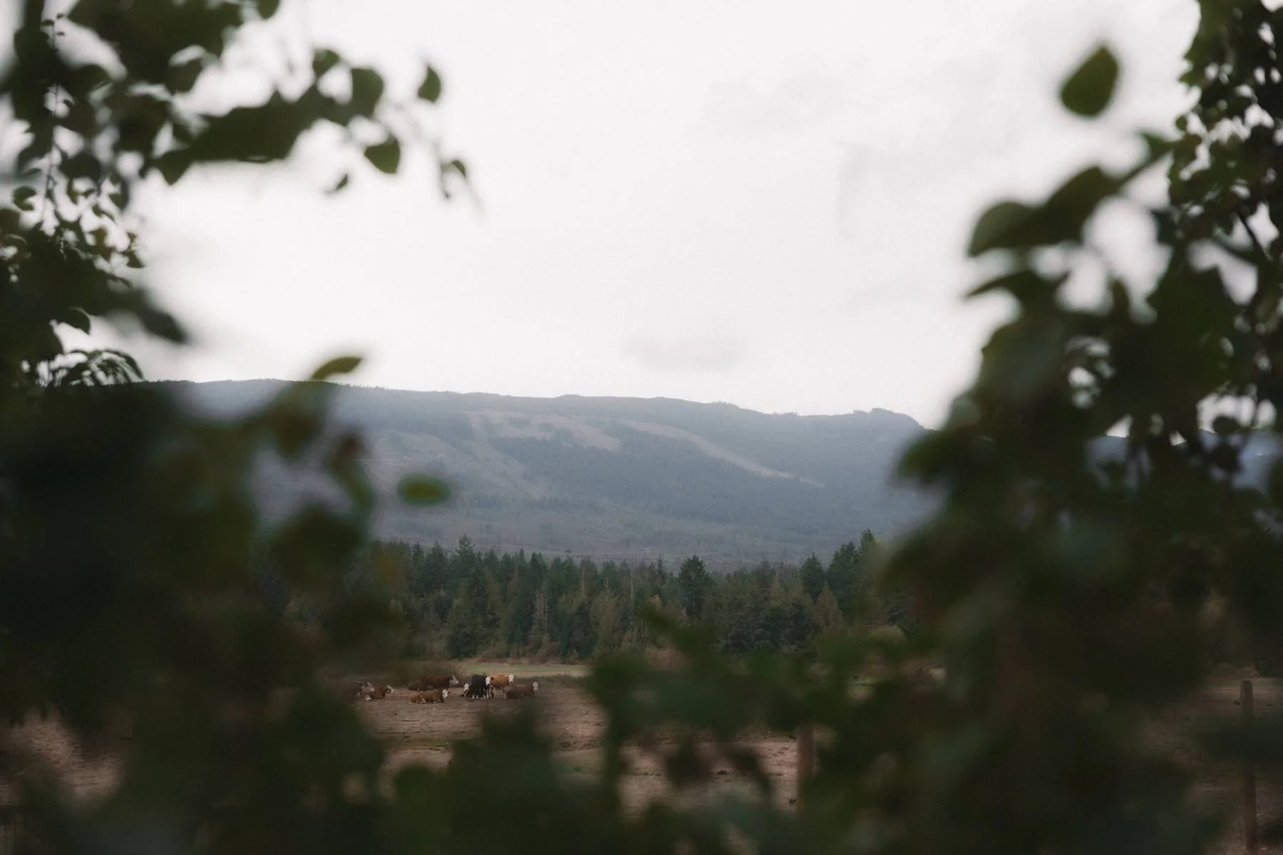 parksville wedding videographer photographer