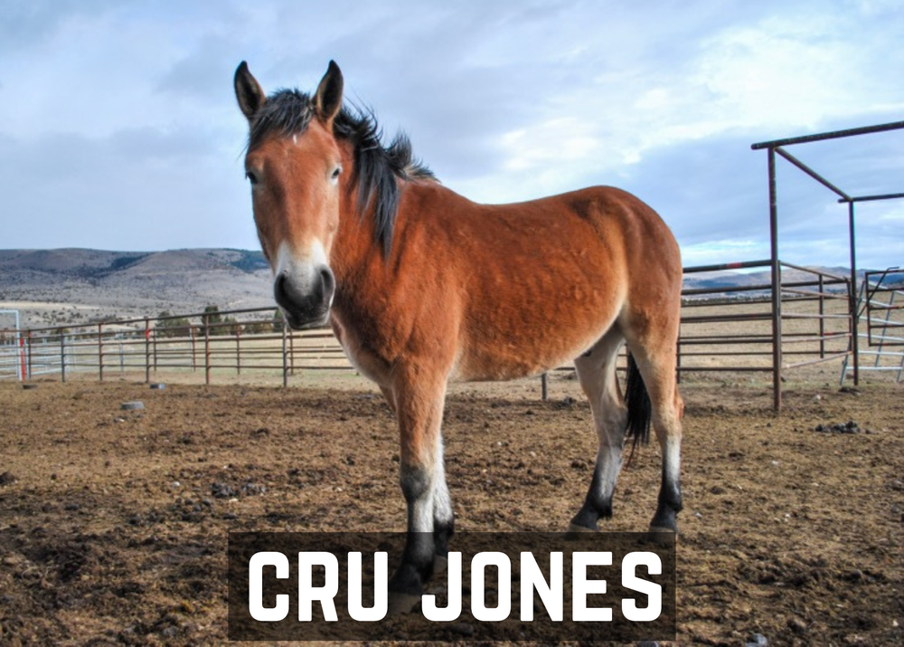 Name A Colt — Heroes and Horses