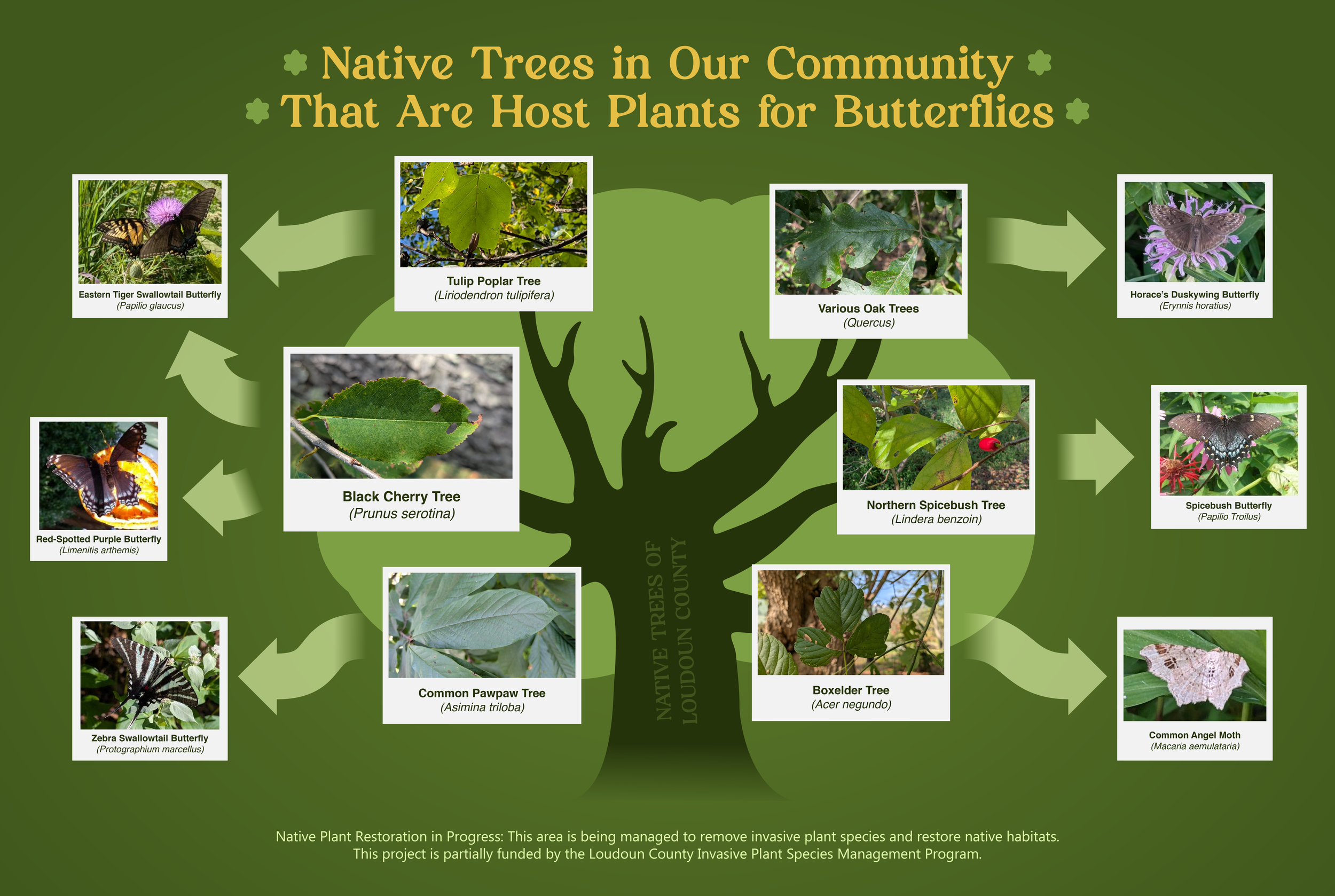 Native Trees Sign - 02.png