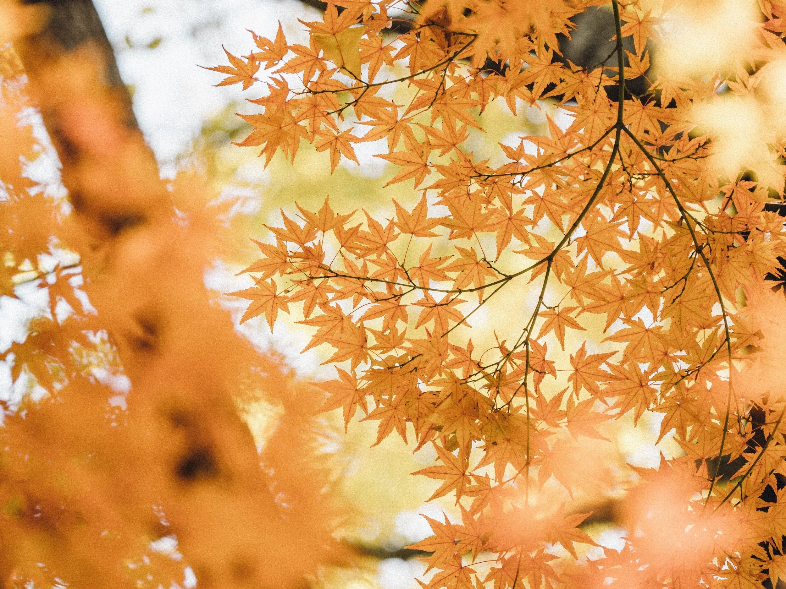 The Yellow Light of November