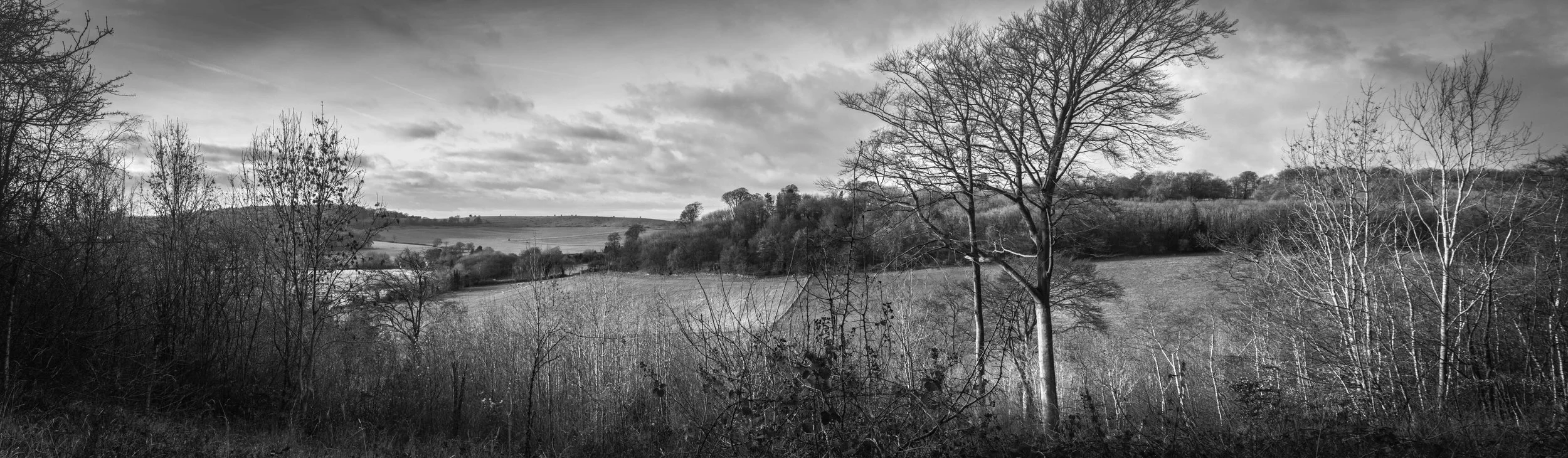The Vale, Ashridge, 2019.