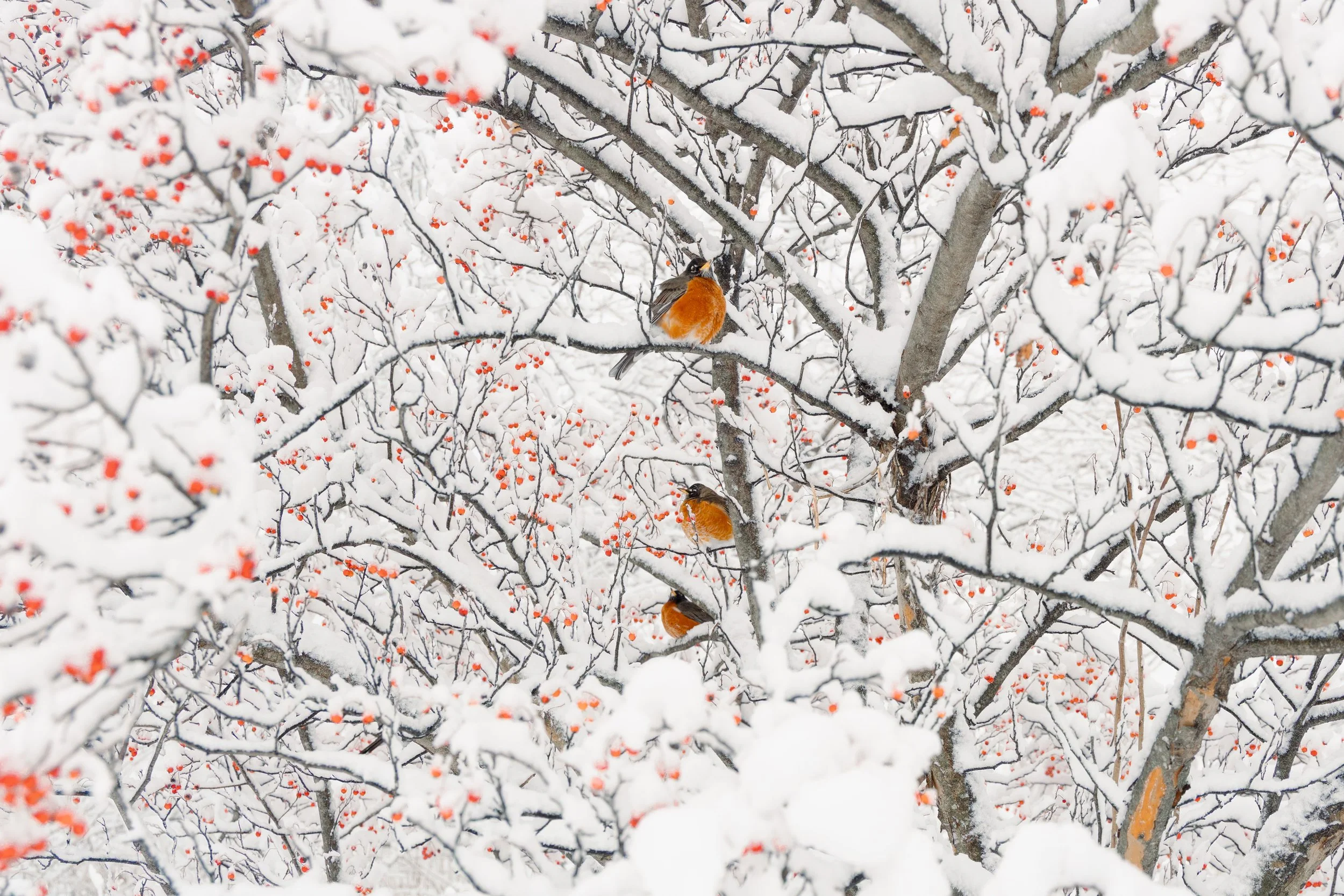 Birds, Central park, dec 2025.jpg