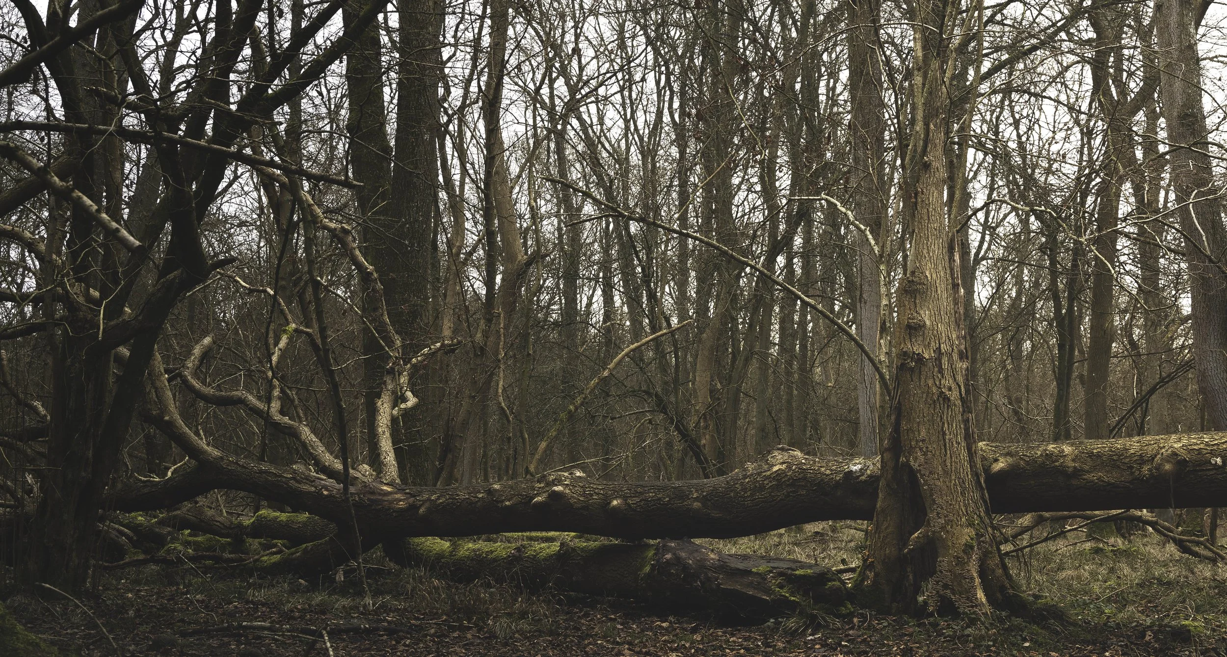 The Fallen, Ashridge, 2019.
