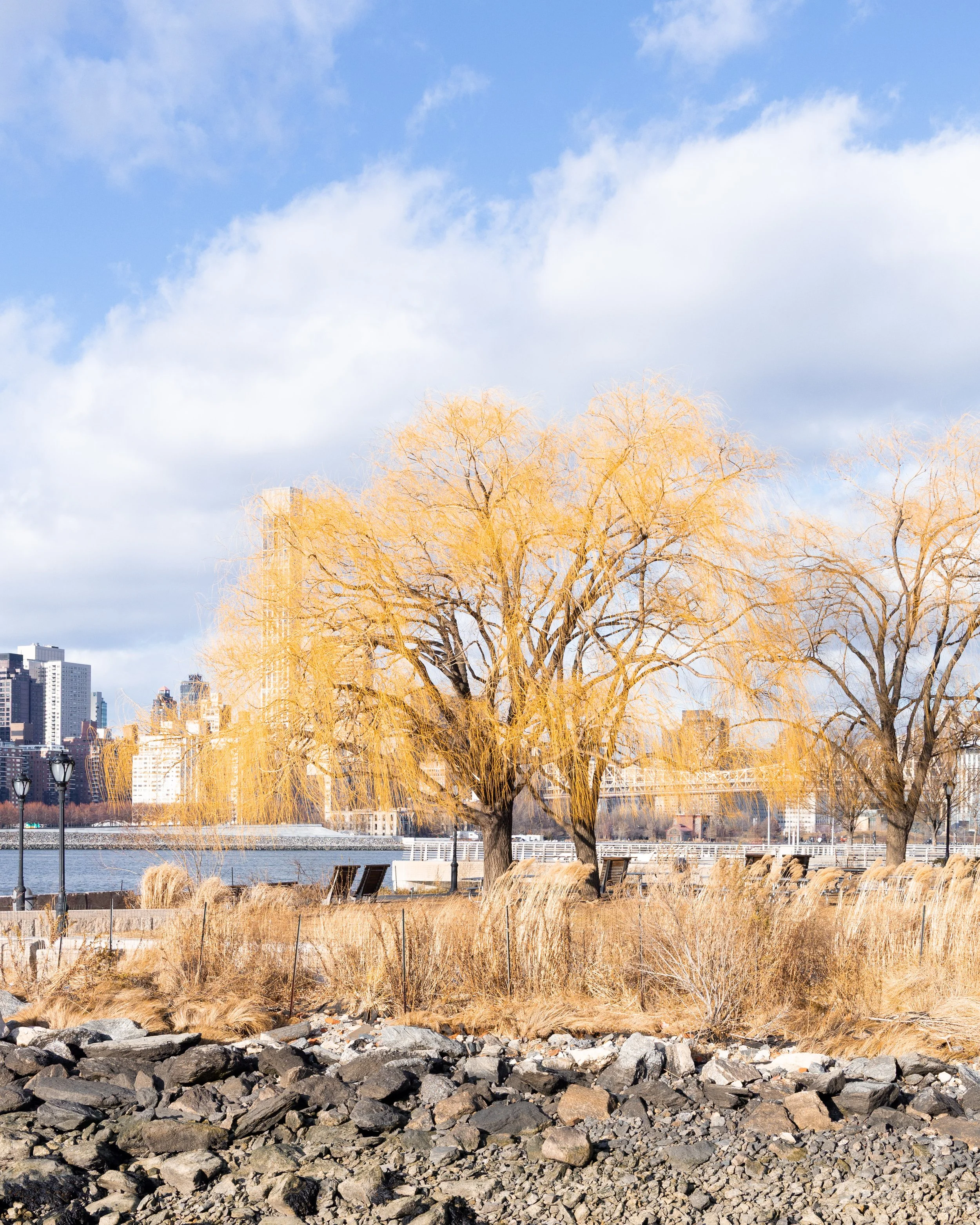 LIC willows, dec 2025.jpg