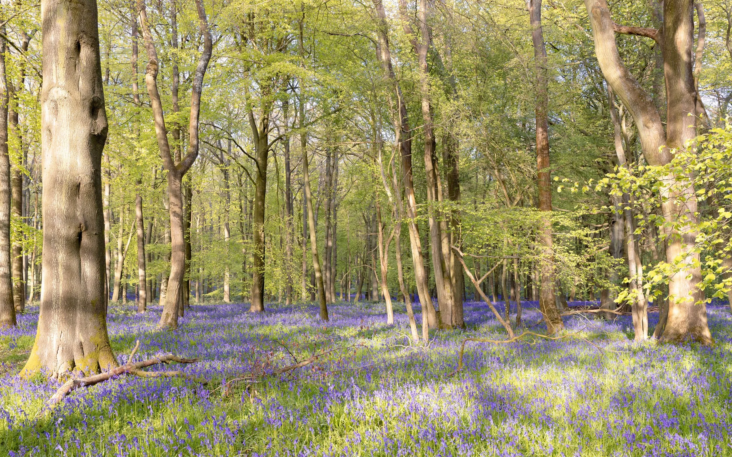 BlueBells, Ashridge, 2023.