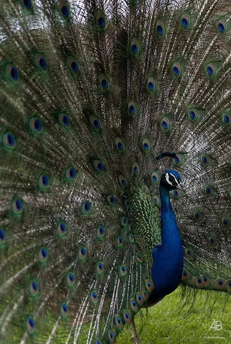 Stephen & Margo-2.jpg