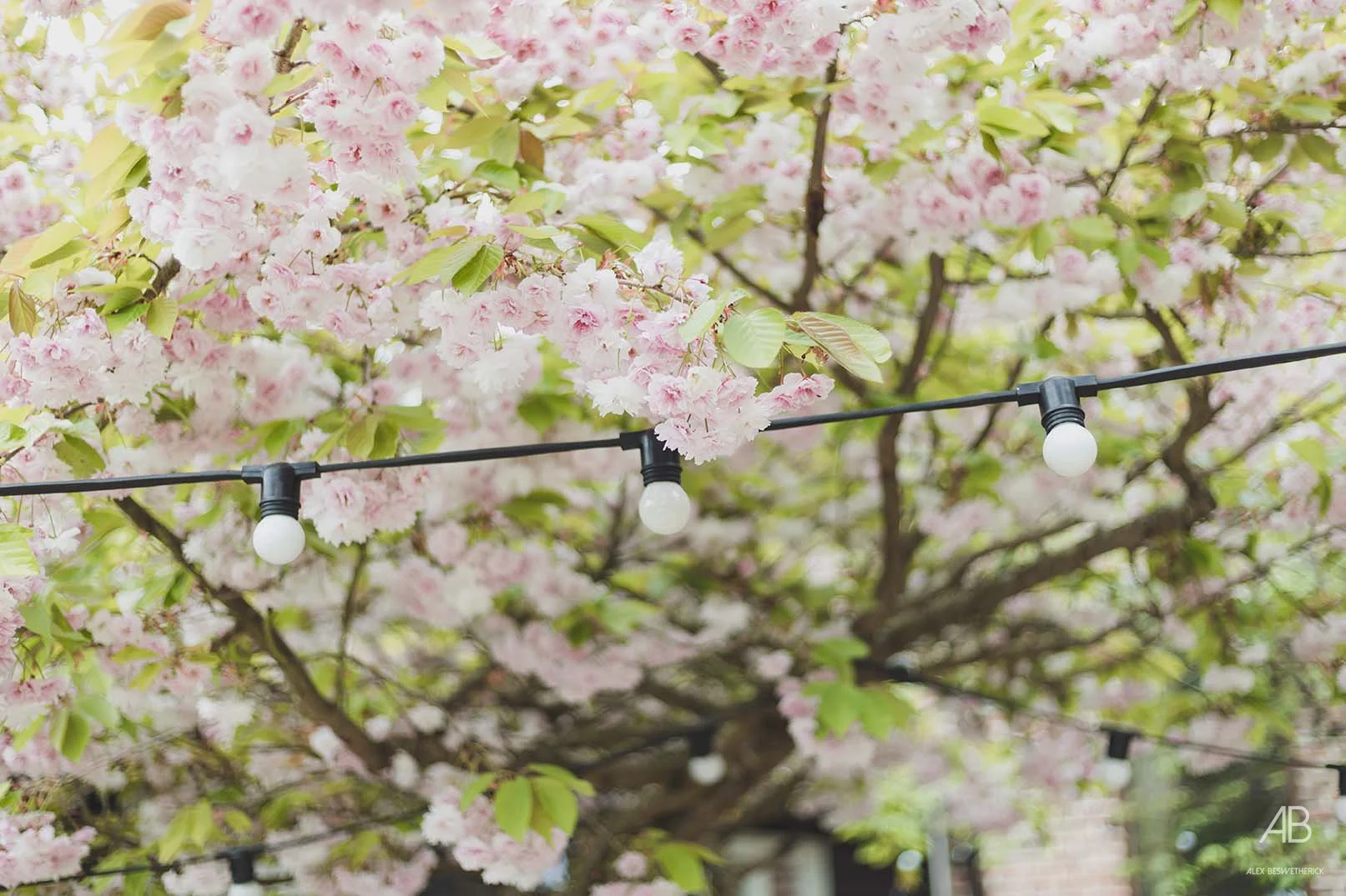 Stephen & Margo-3.jpg