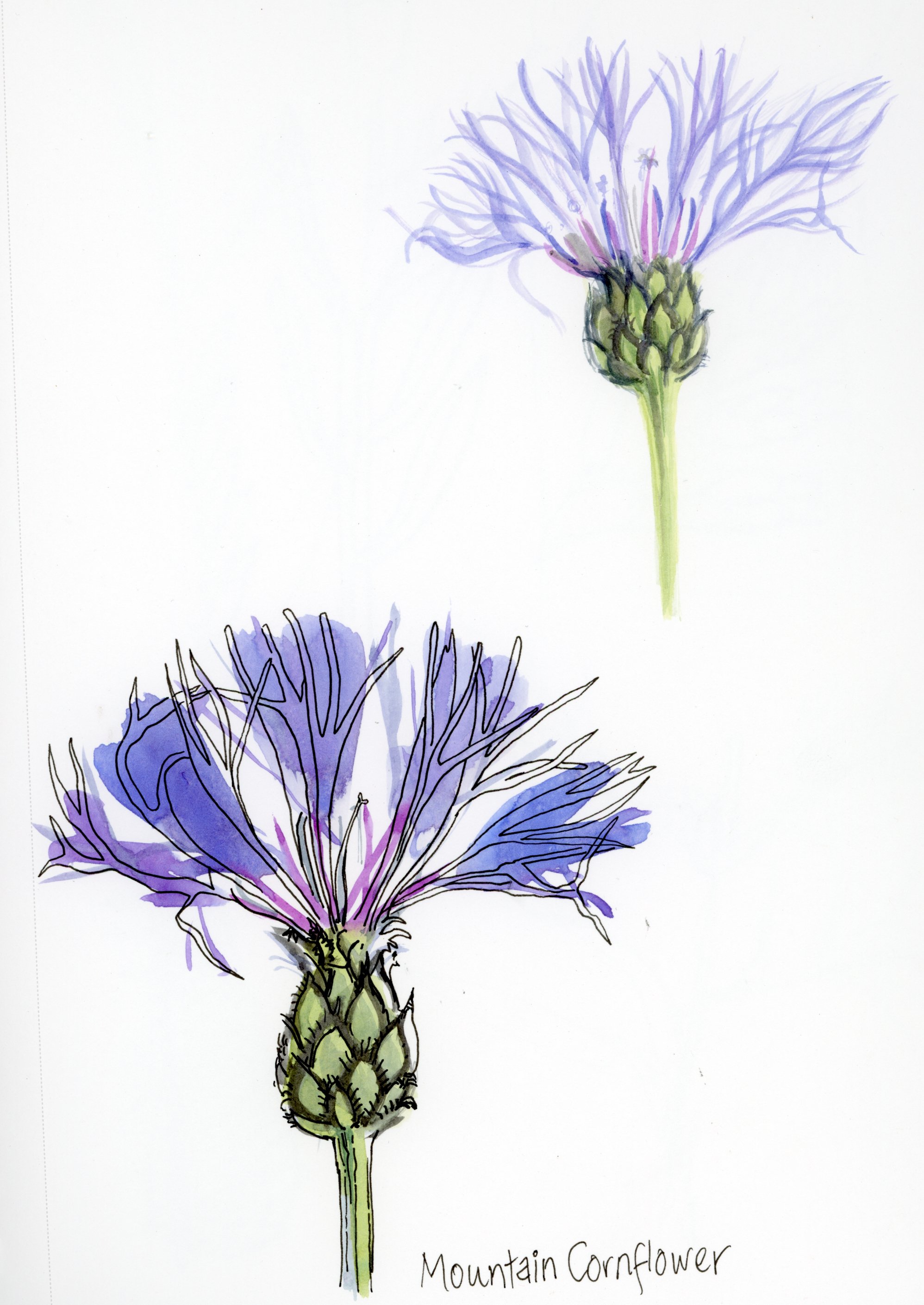 MountainCornflower_Botanical_Sketch.jpg