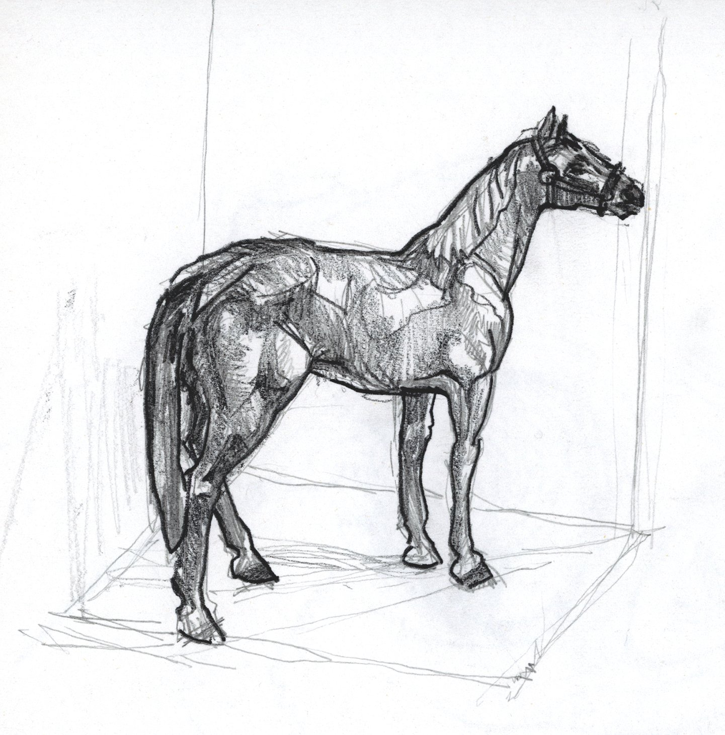 Horse Study.jpg