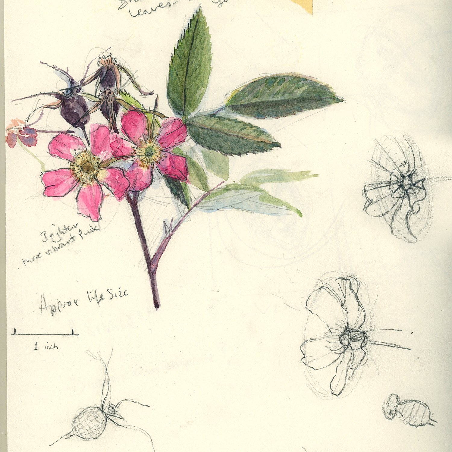 Drawing and Watercolour Flowers.jpg