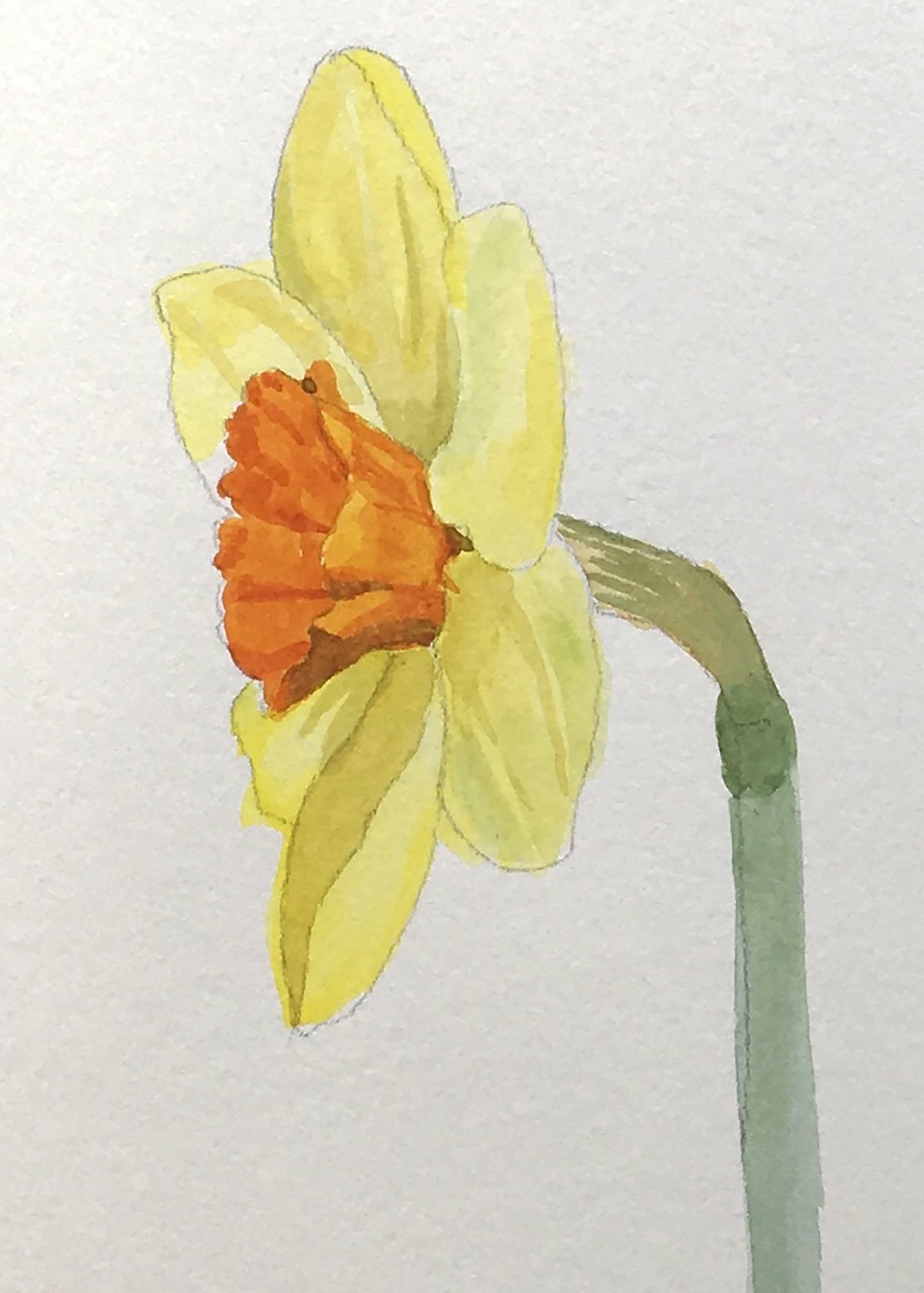 Daffodil.jpg