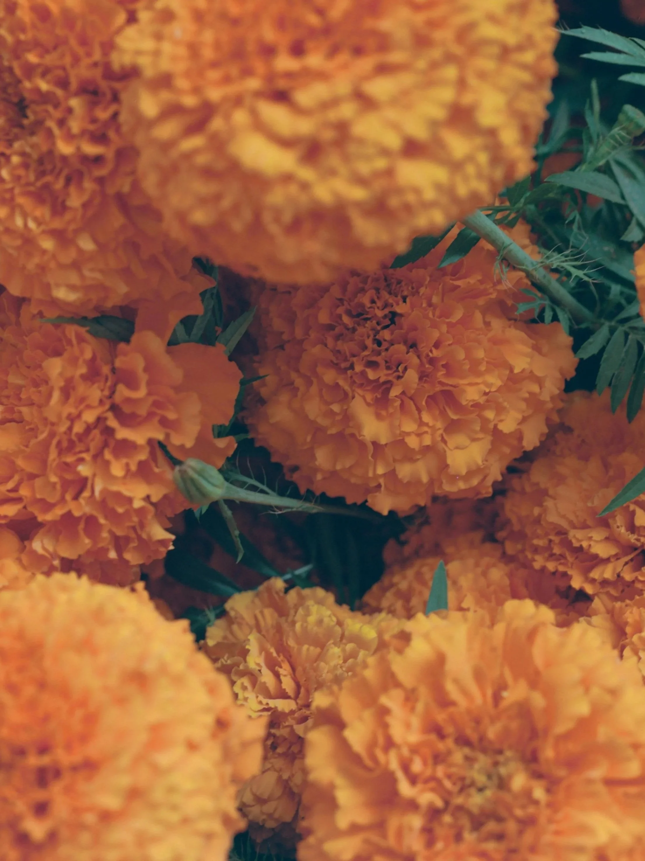 221031_MARIGOLDS_R136_016.jpg