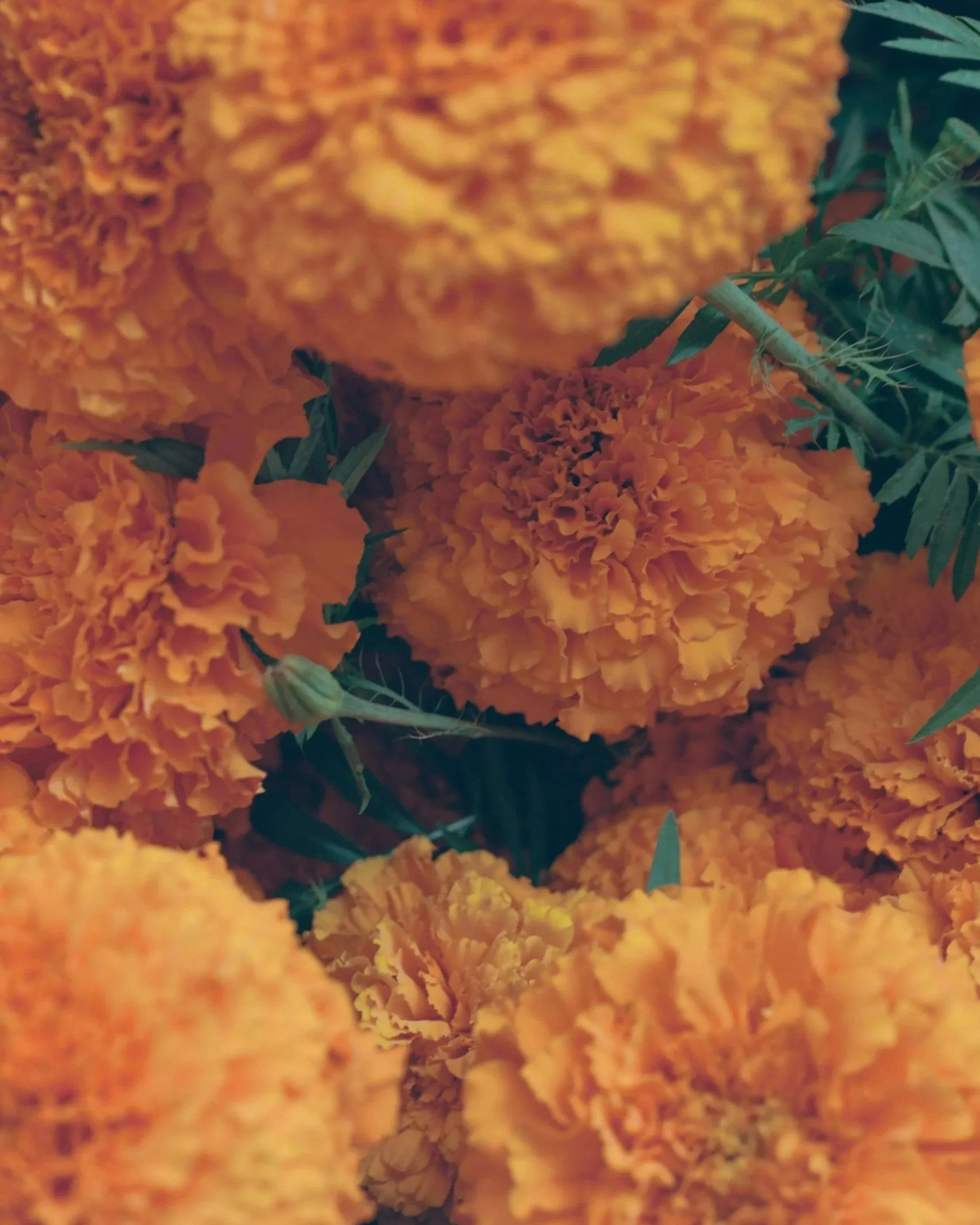 221031_MARIGOLDS_R136_016.jpg