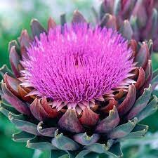 artichoke.jpeg