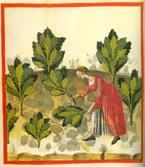 As Above, So Below: Astrological Herbalism