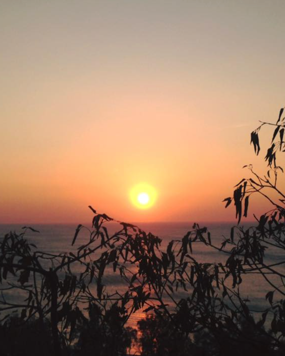 Why Nature is a Powerful Resource during Somatic Sessions