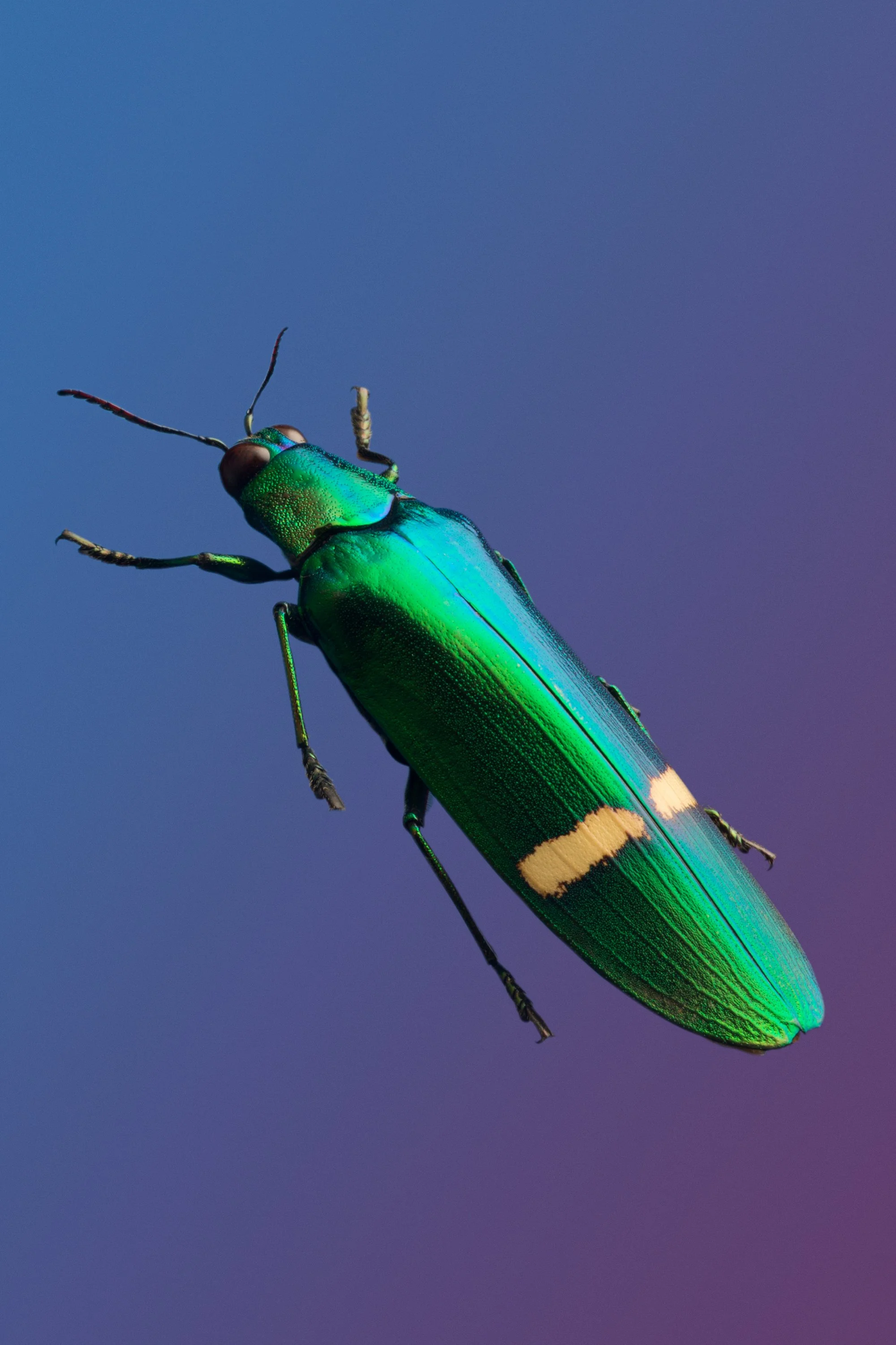 Cetoine - Alejandra Perini and Kiwibravo_ Basalto Collective 03.jpg