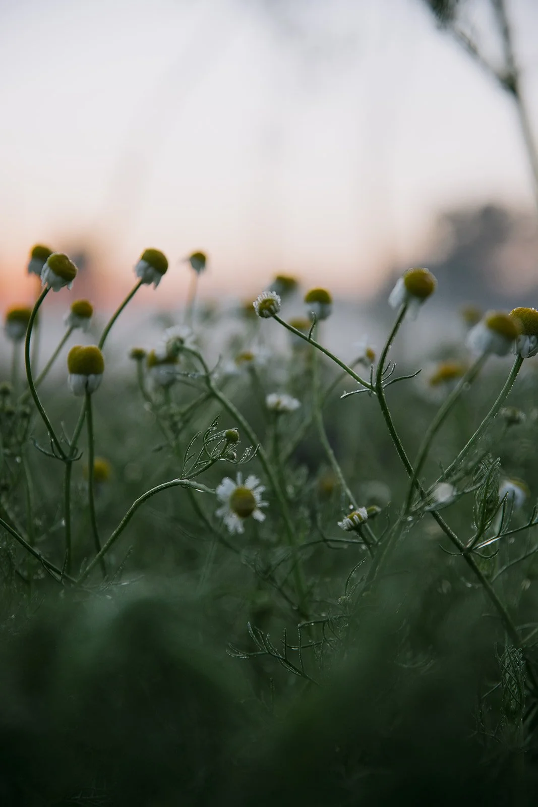 CDMX Biite_Catherine Dzilenski__cathdiz-2182.jpg